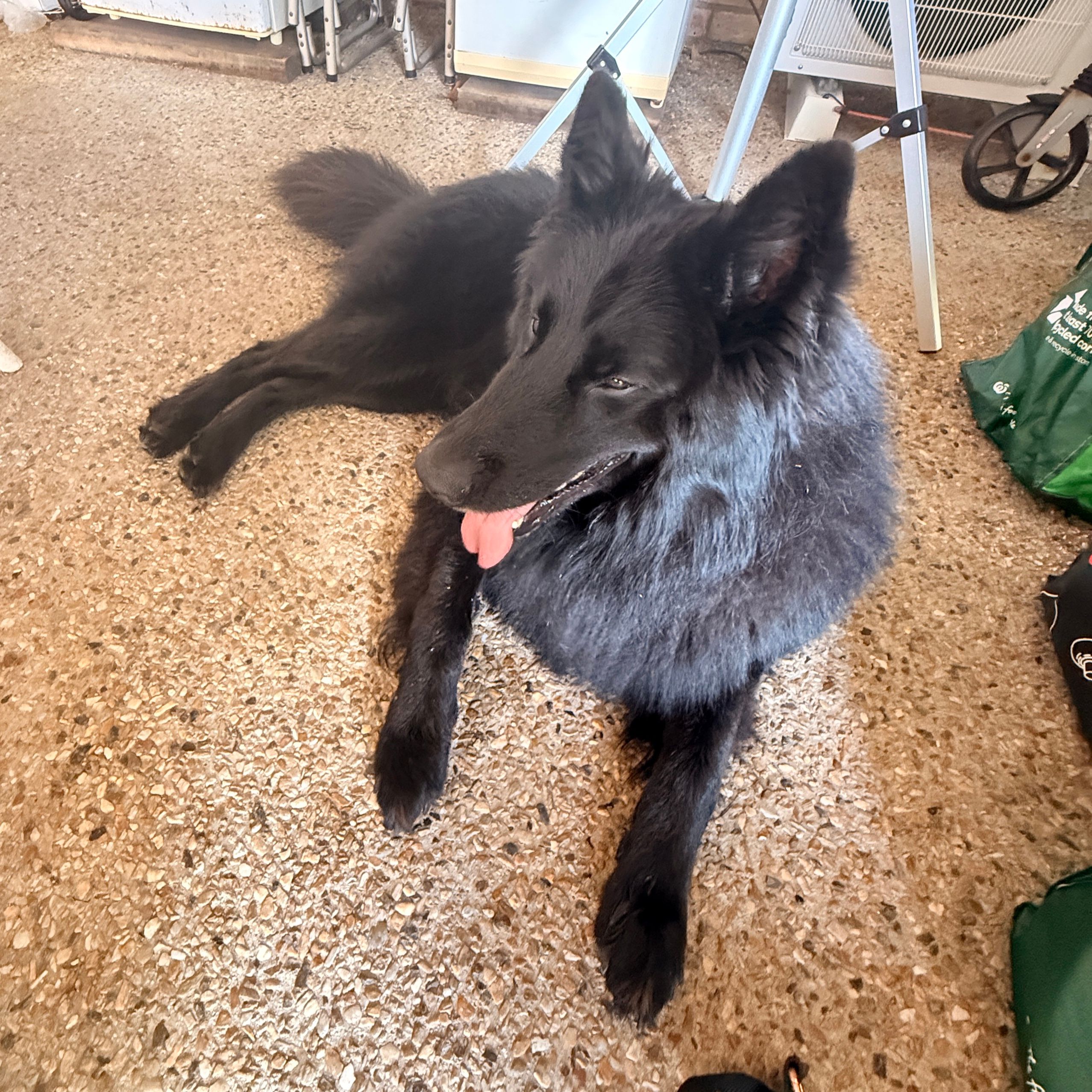 Anubis