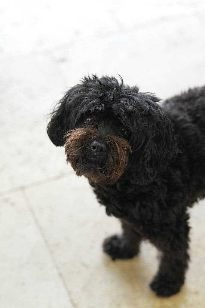 Abby