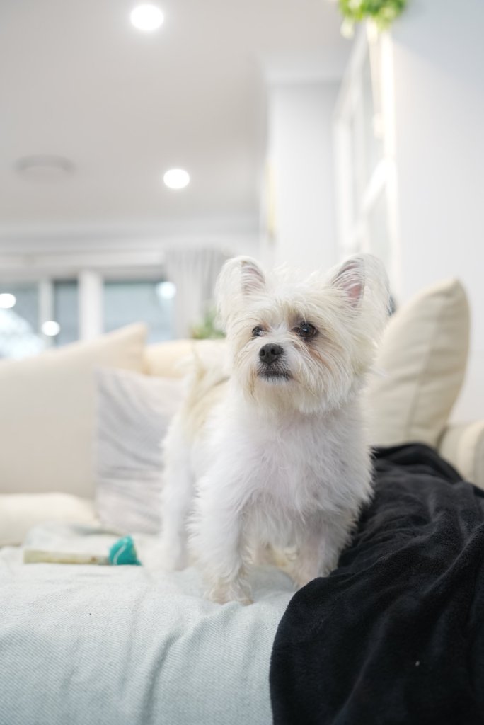 Poppy