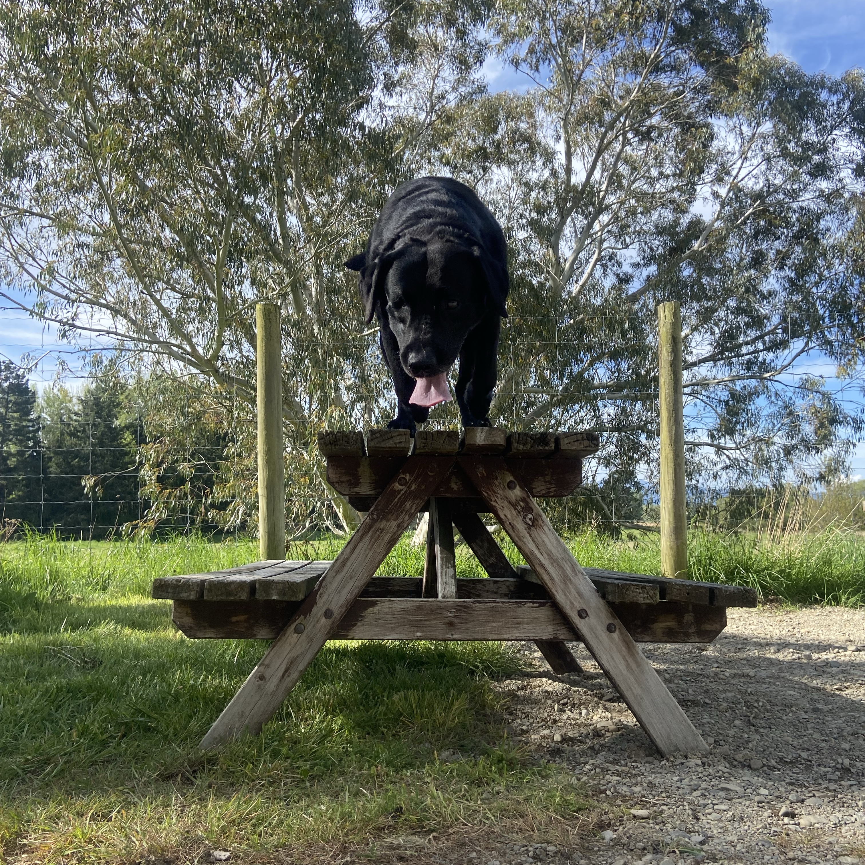 Hunter 