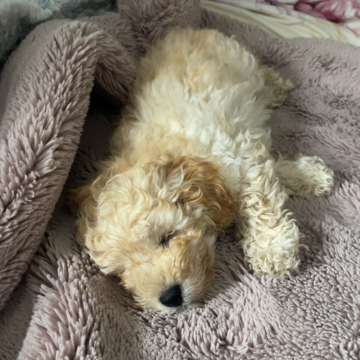 Murphy 