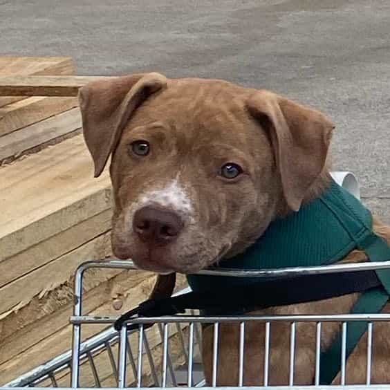 Crumpet Mitchell-Murray