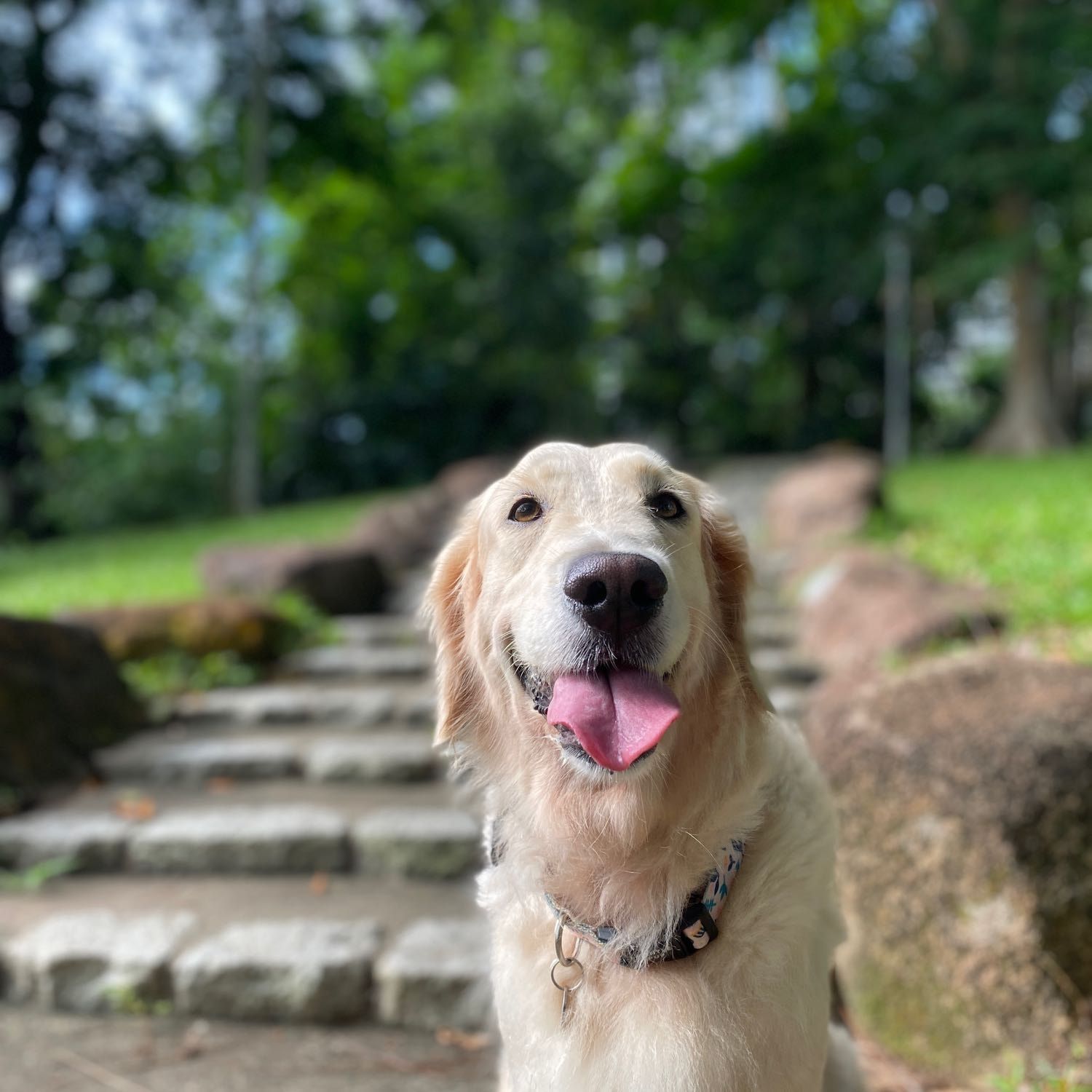 Kaya