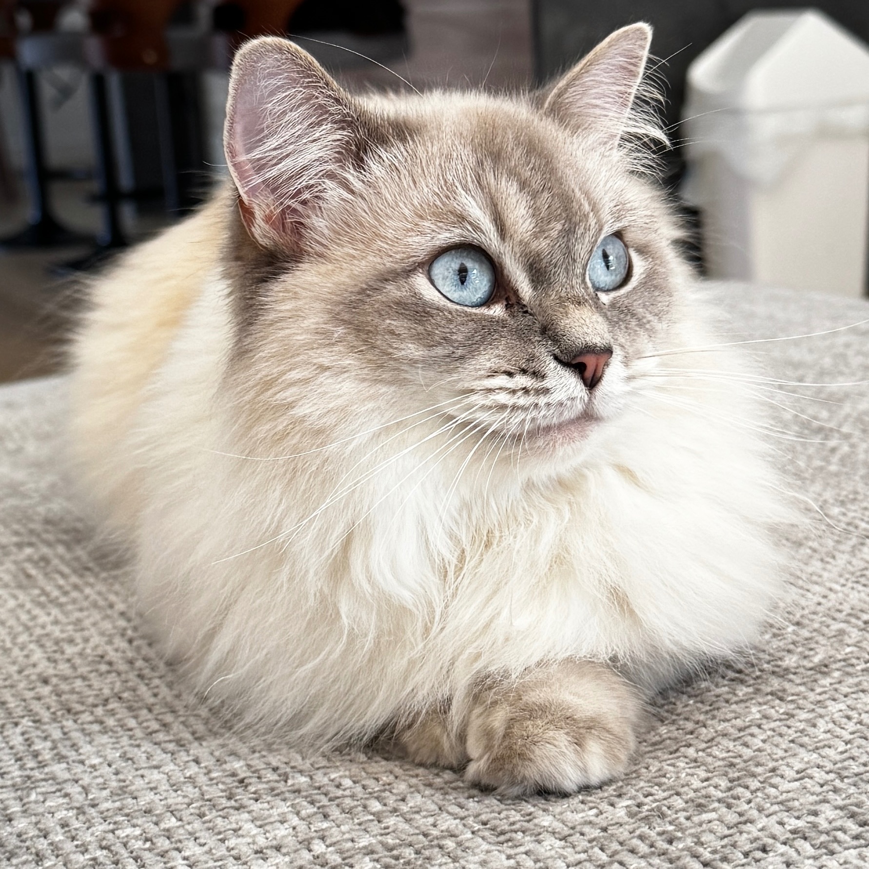 Niko