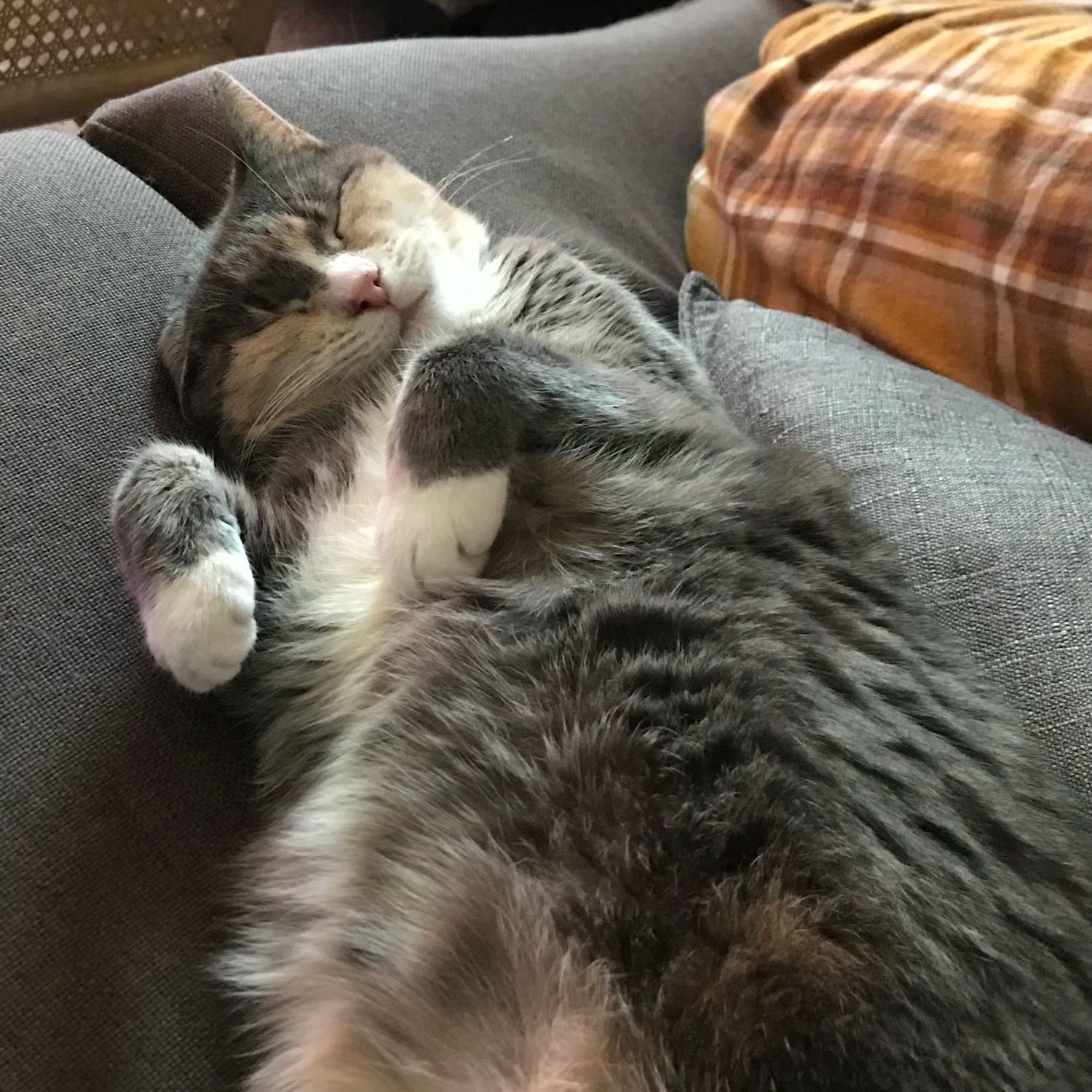 Ella