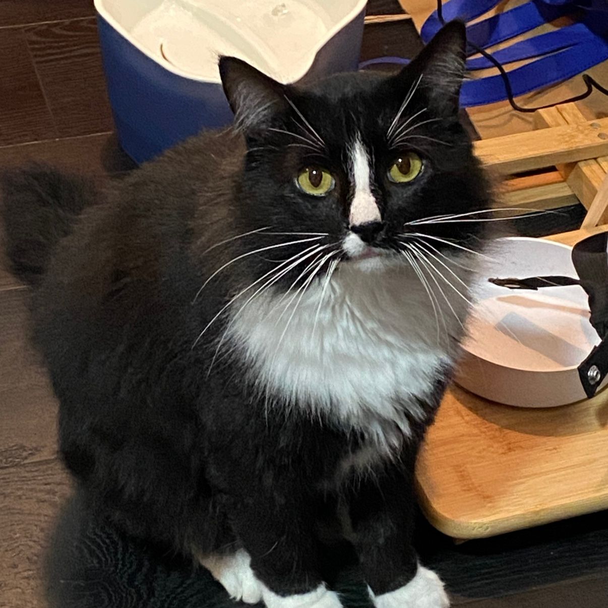 Oreo