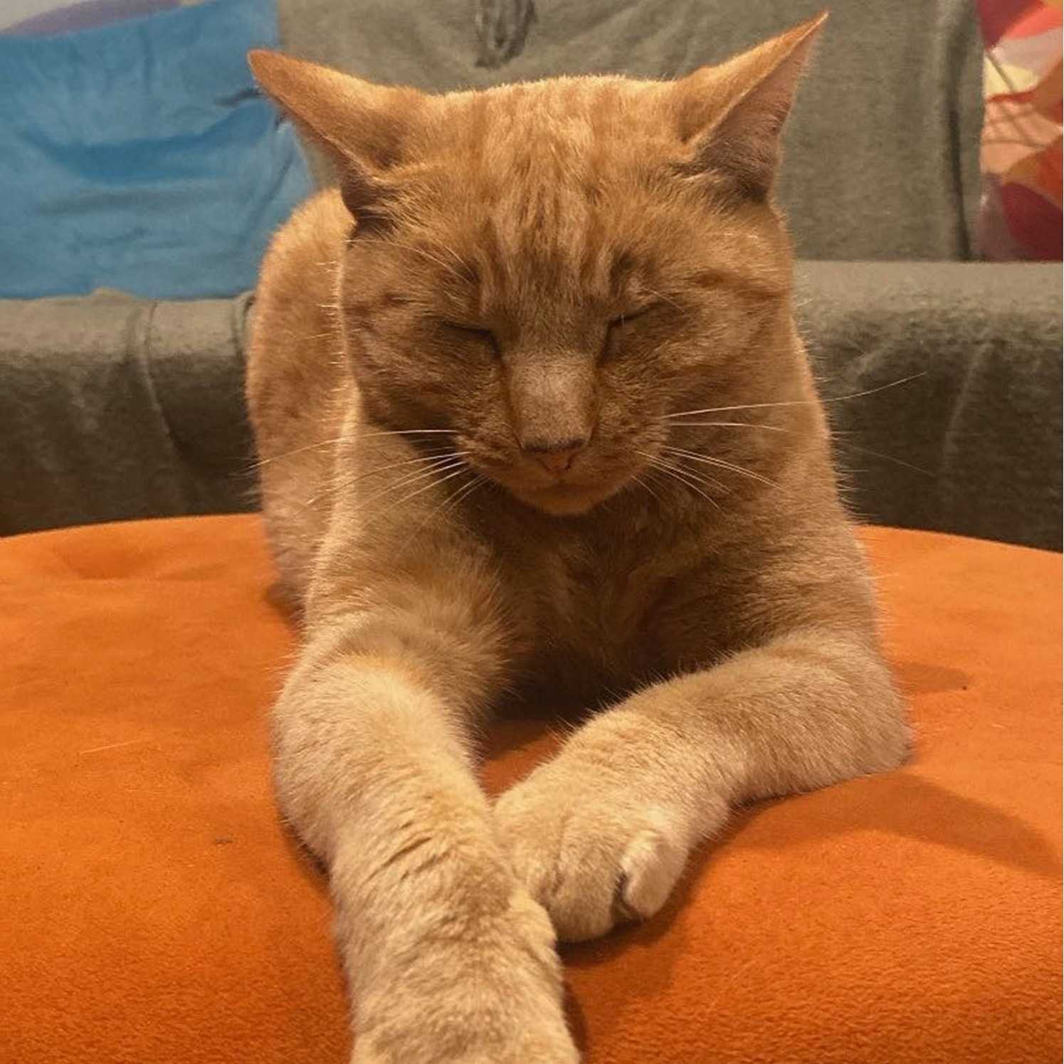 Chewbacca - Chewie (for short)