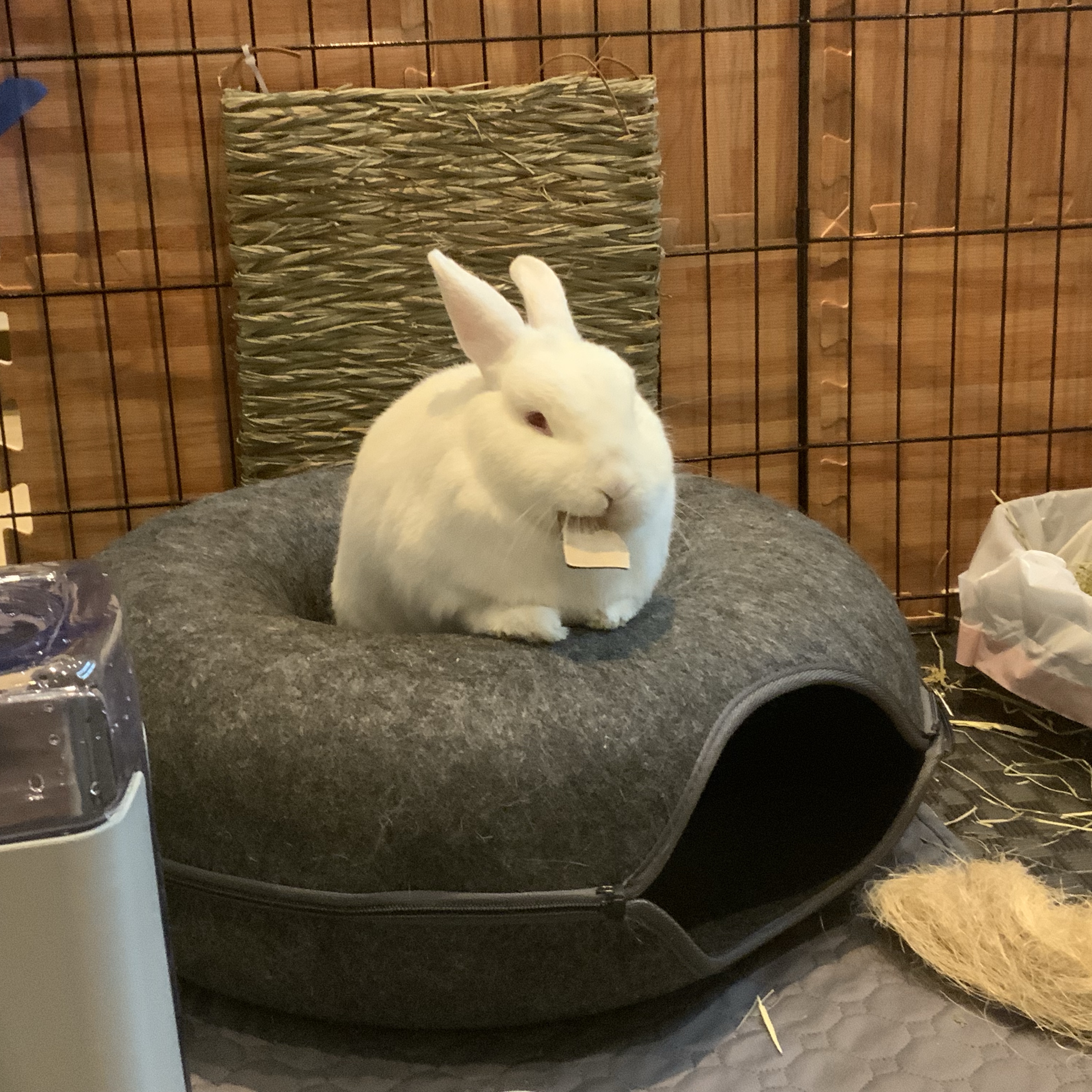Mochi