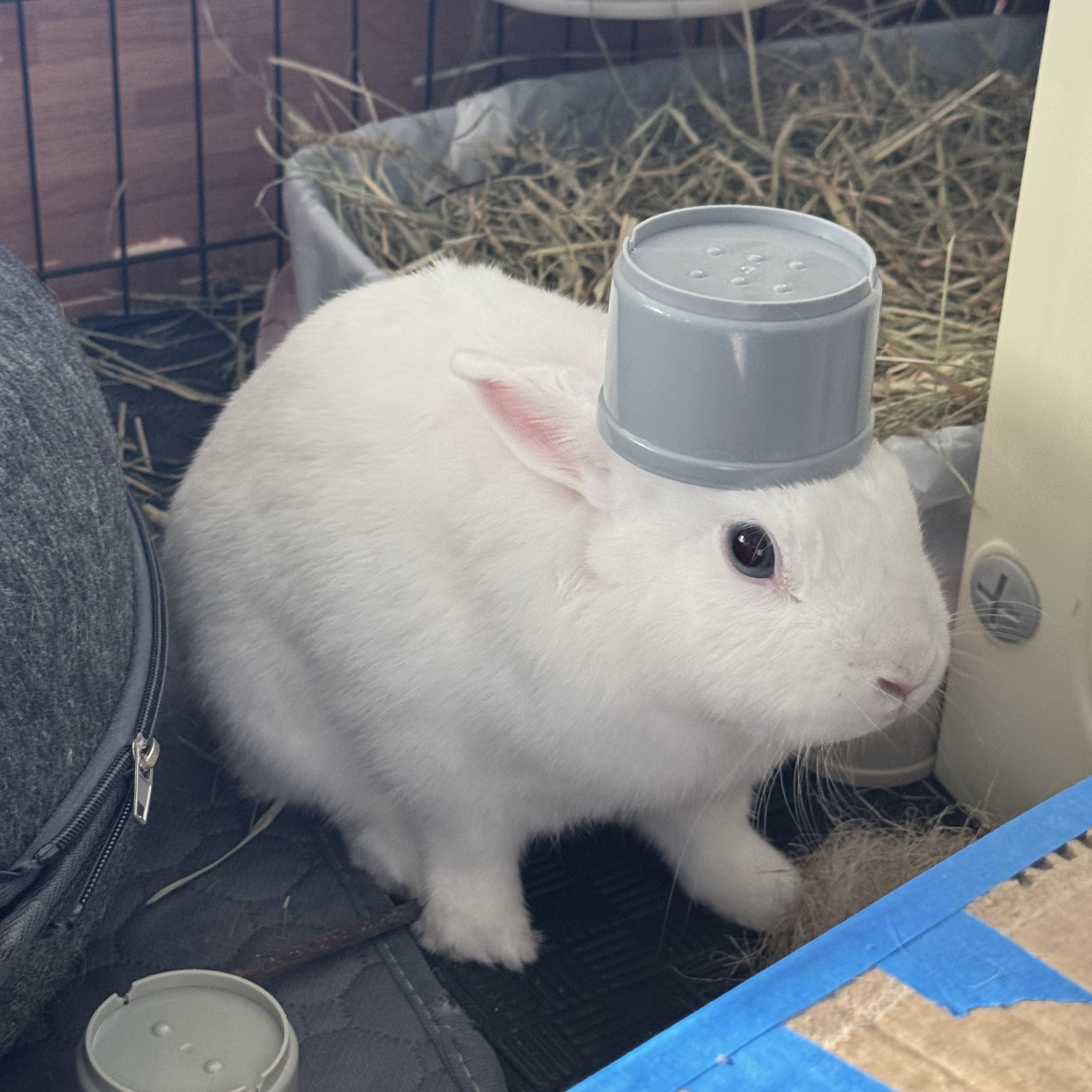 Yuki