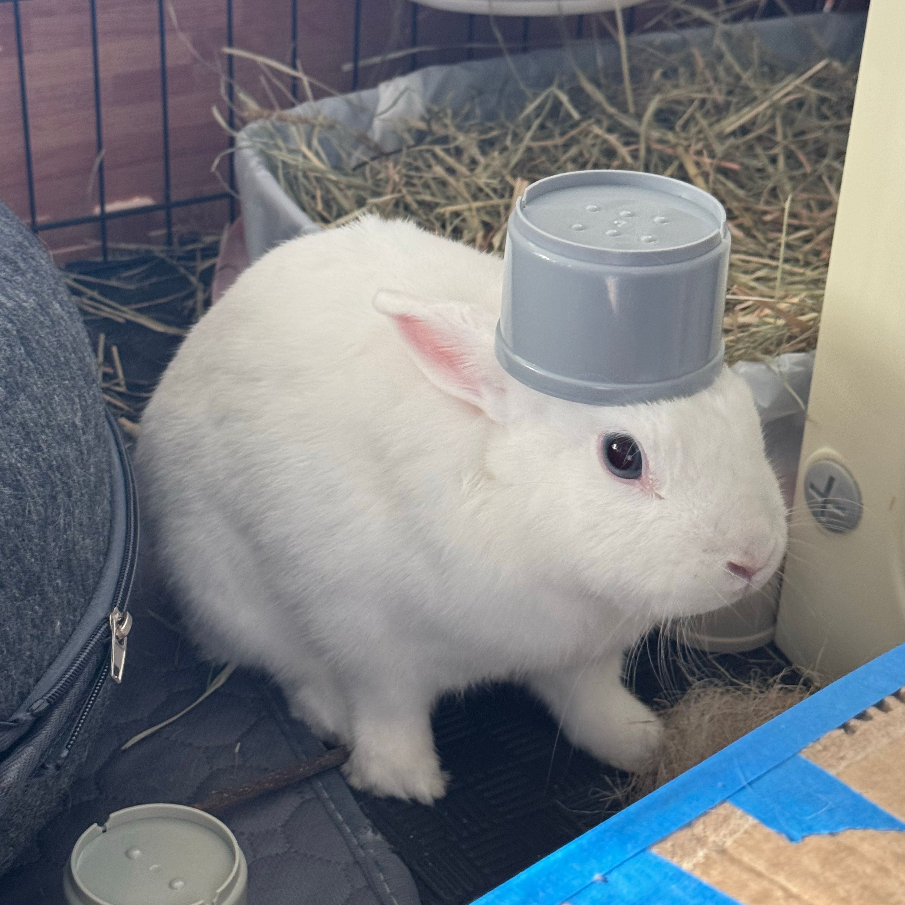 Yuki