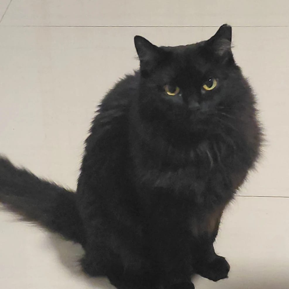 Toothless (Tutu)