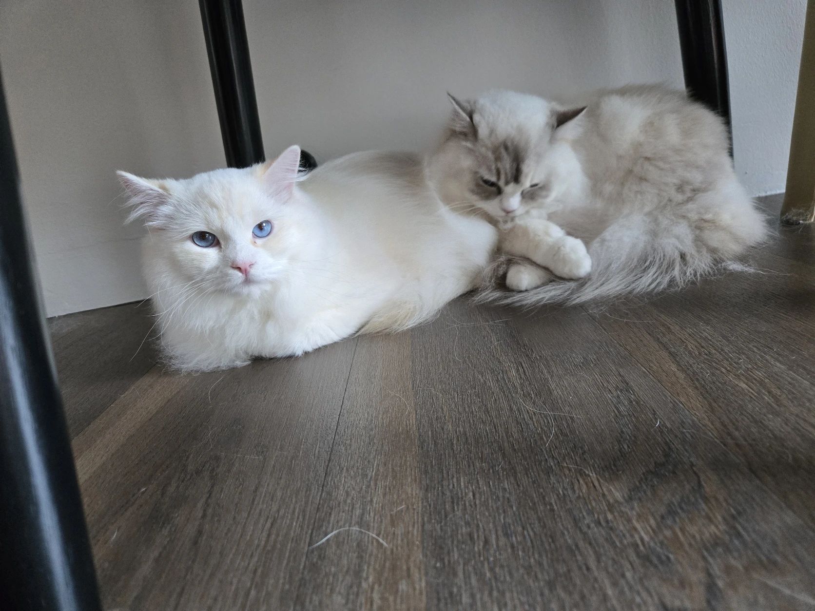 image-11