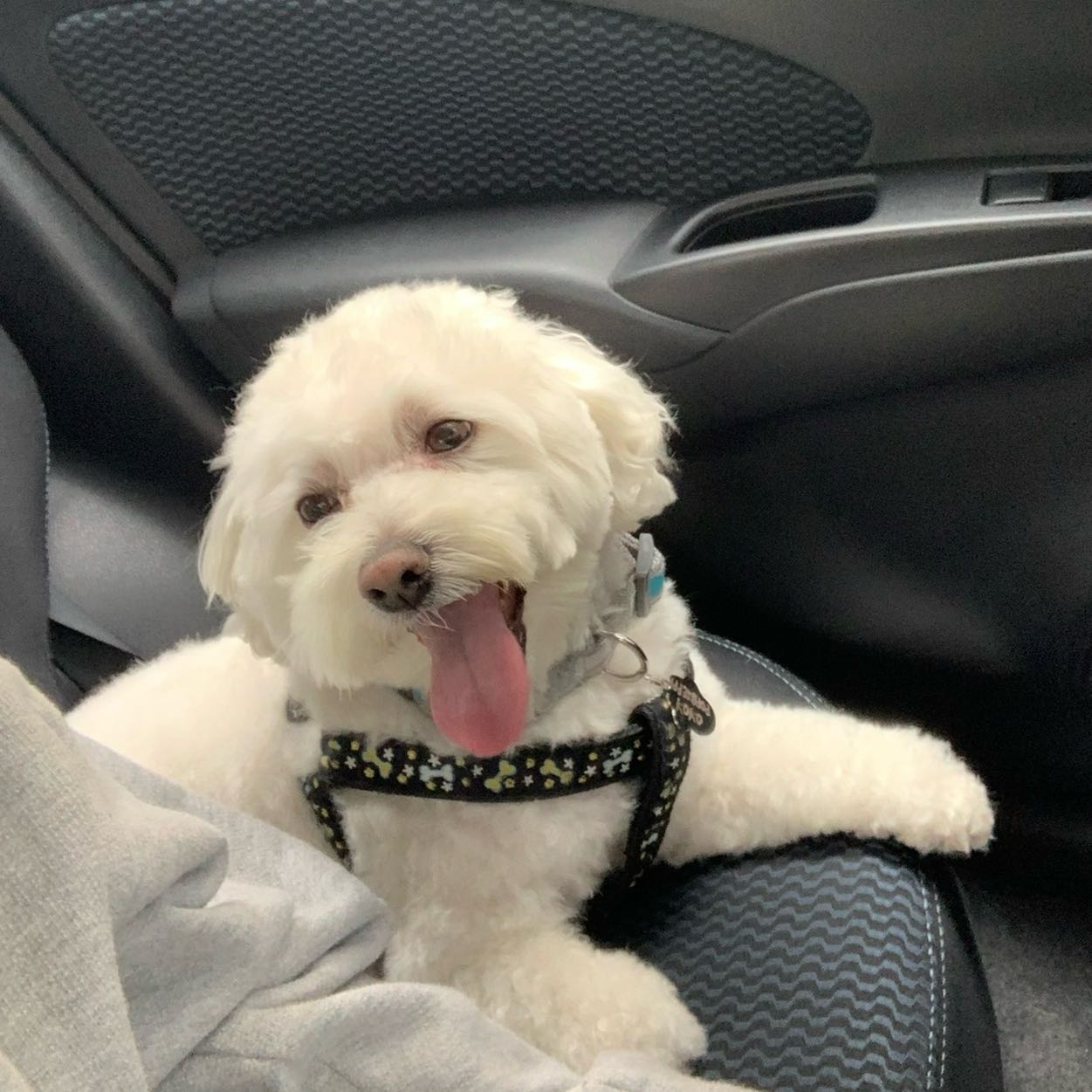 Koko 