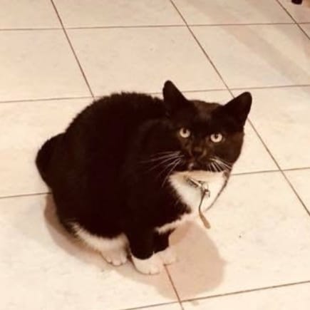 Mrs. Socks 🧦