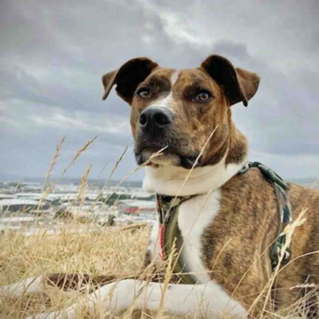 Ben