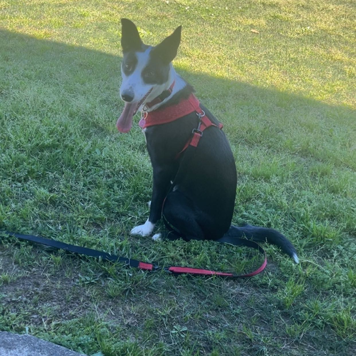 Bella