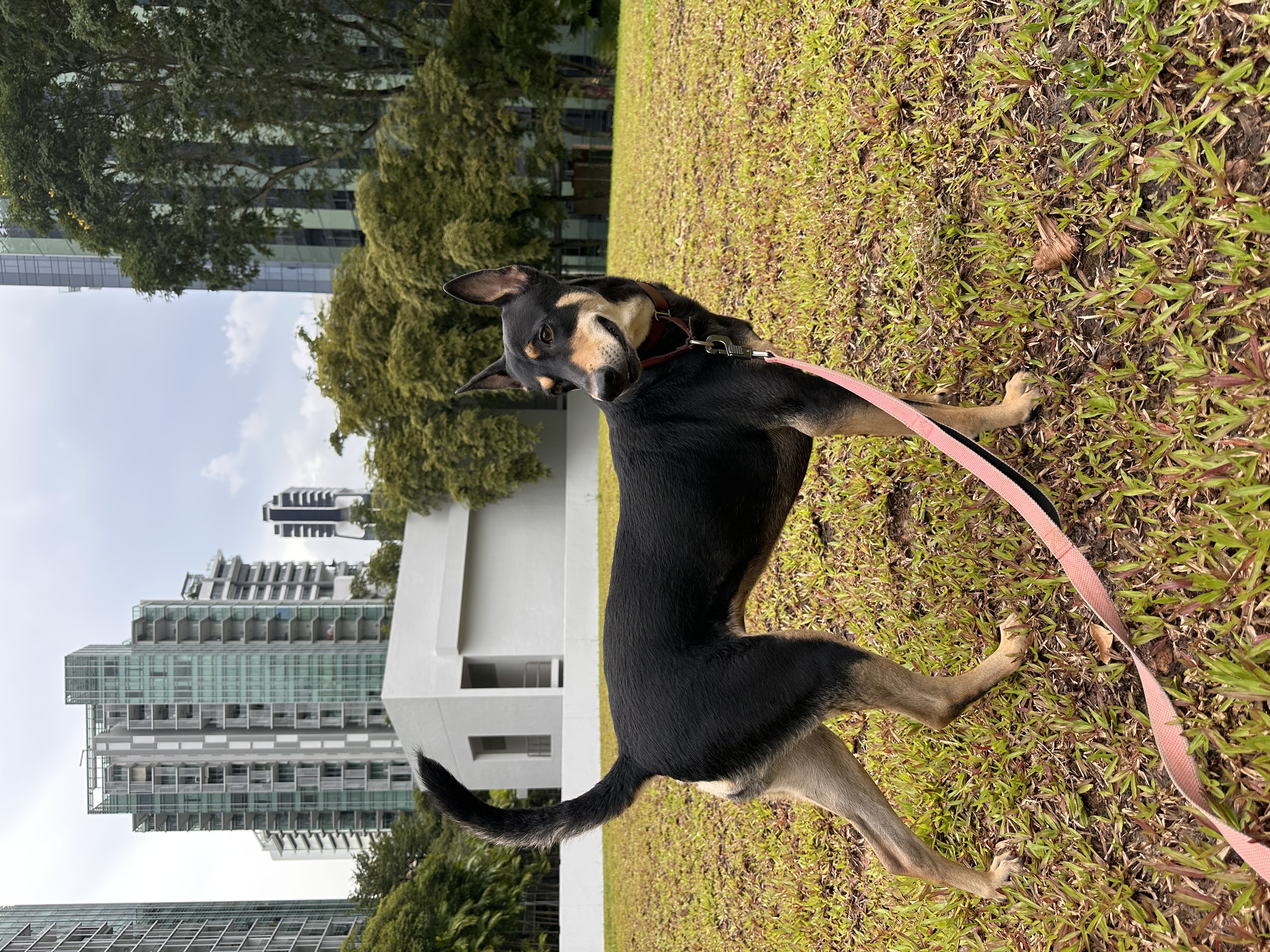 image-4