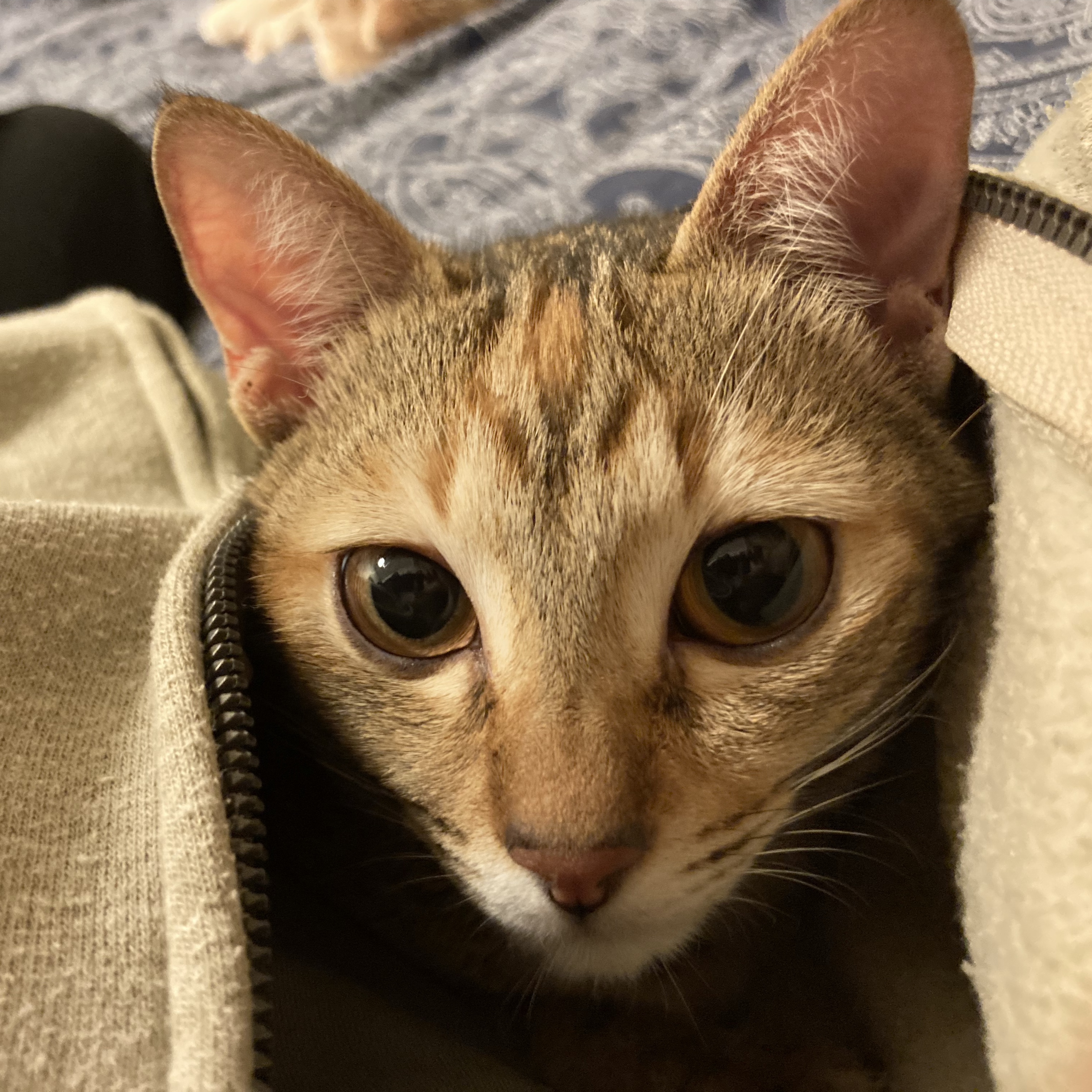 Goblin