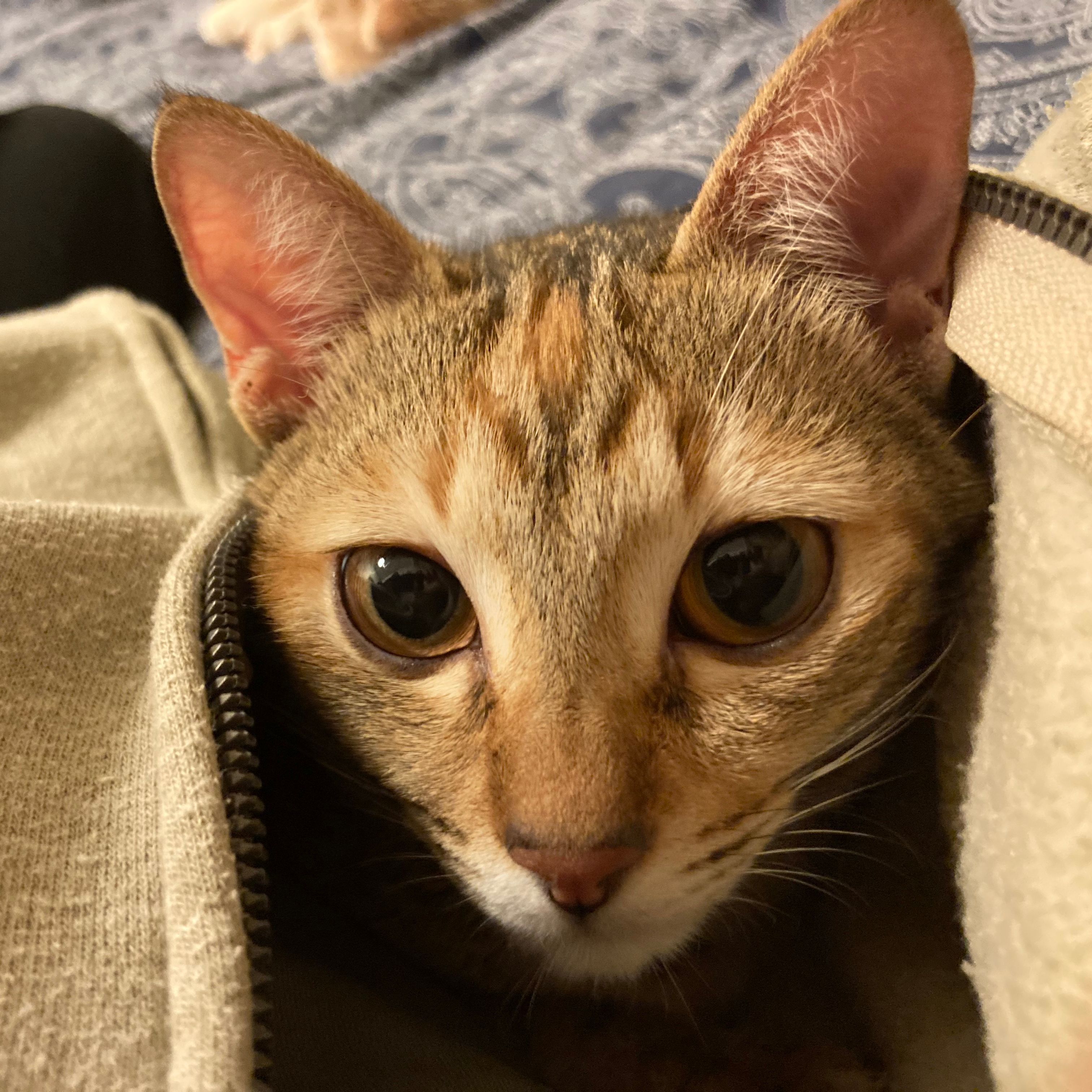 Goblin