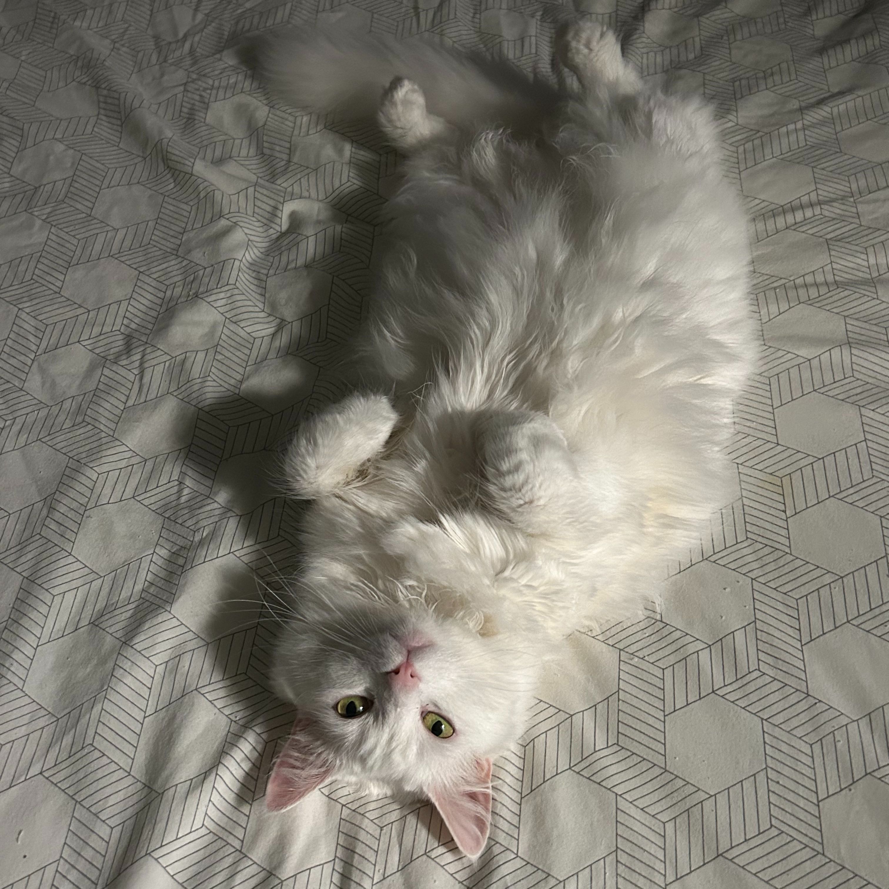 Ghost