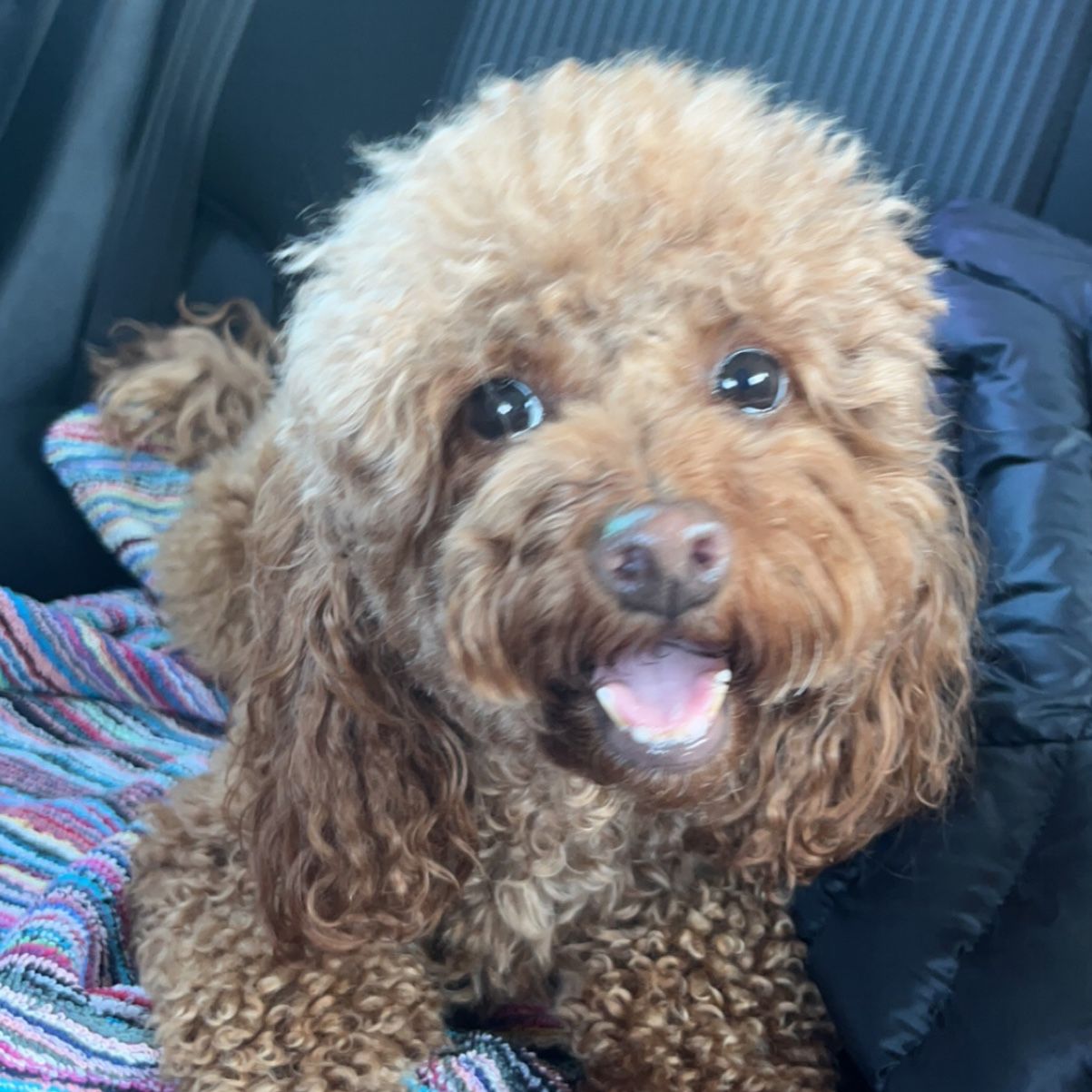Nala