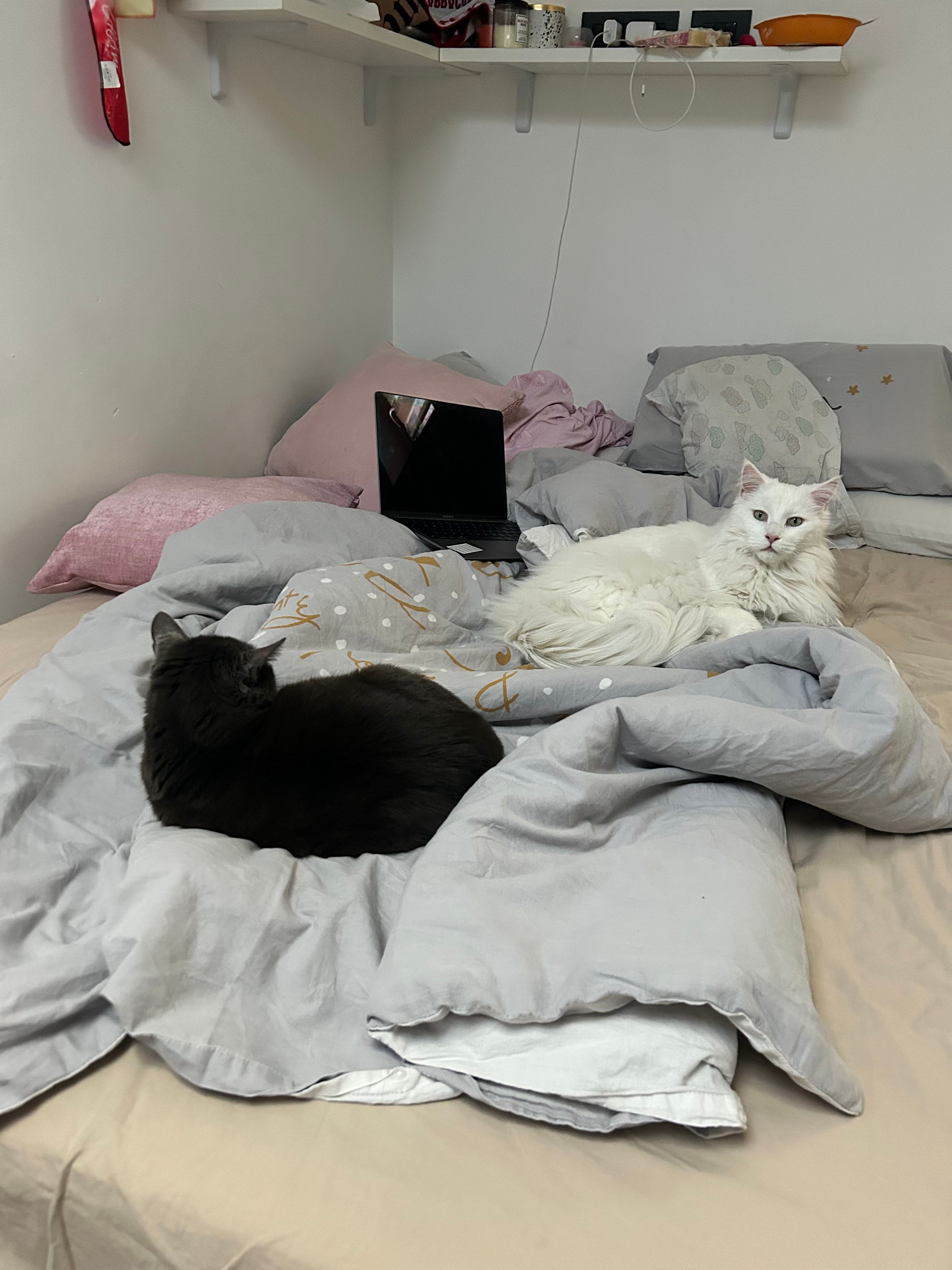 image-4