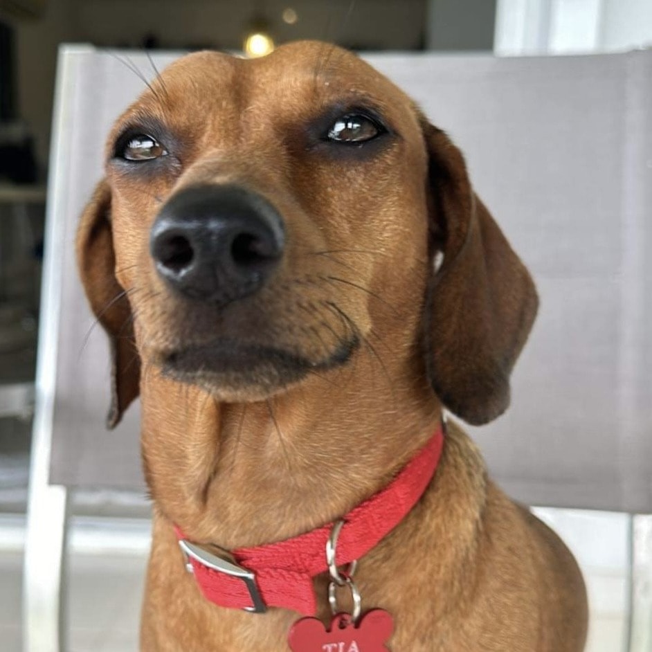 Tia