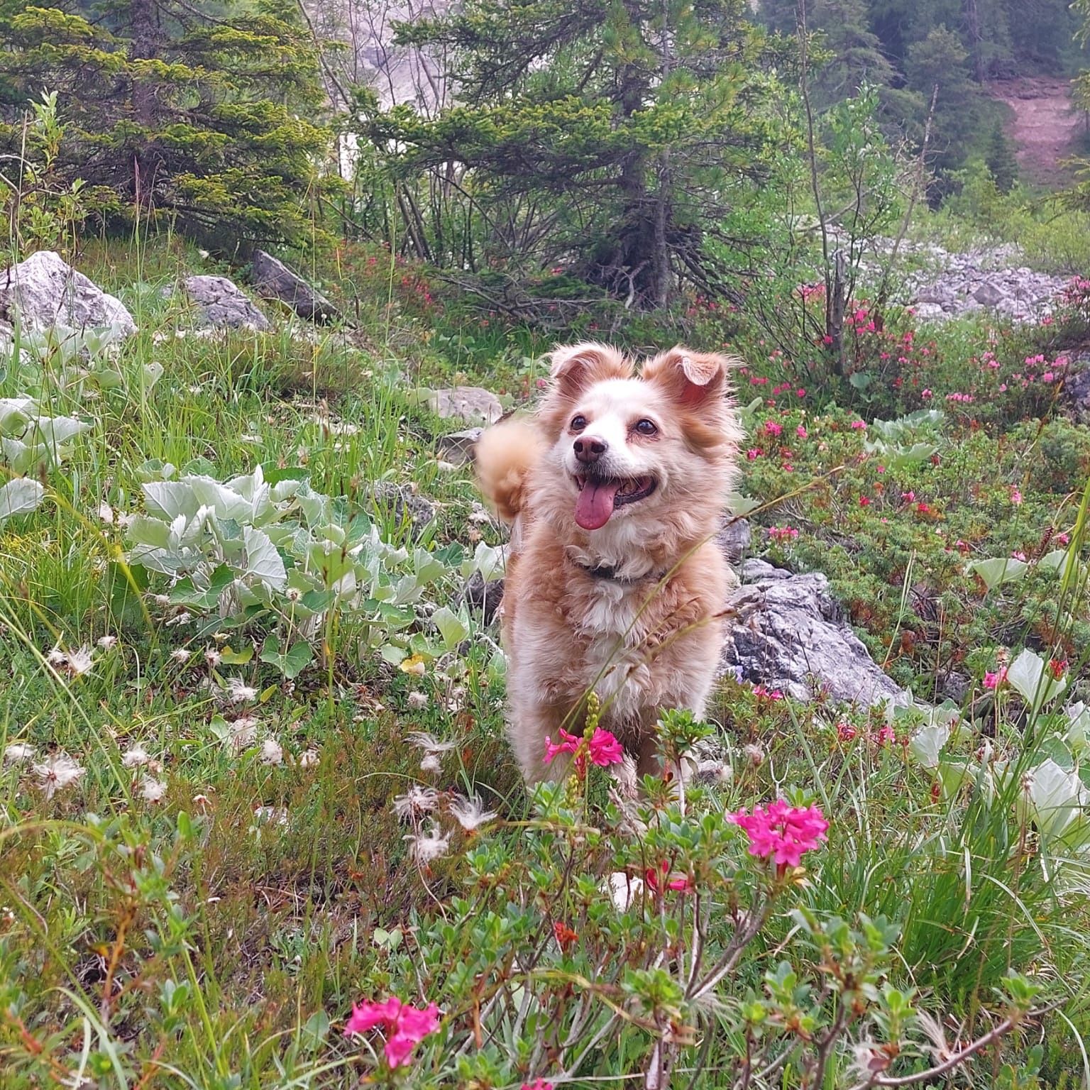 Stella