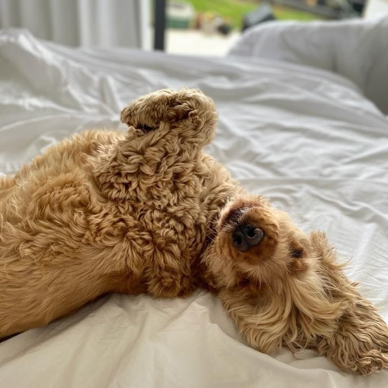Cooper
