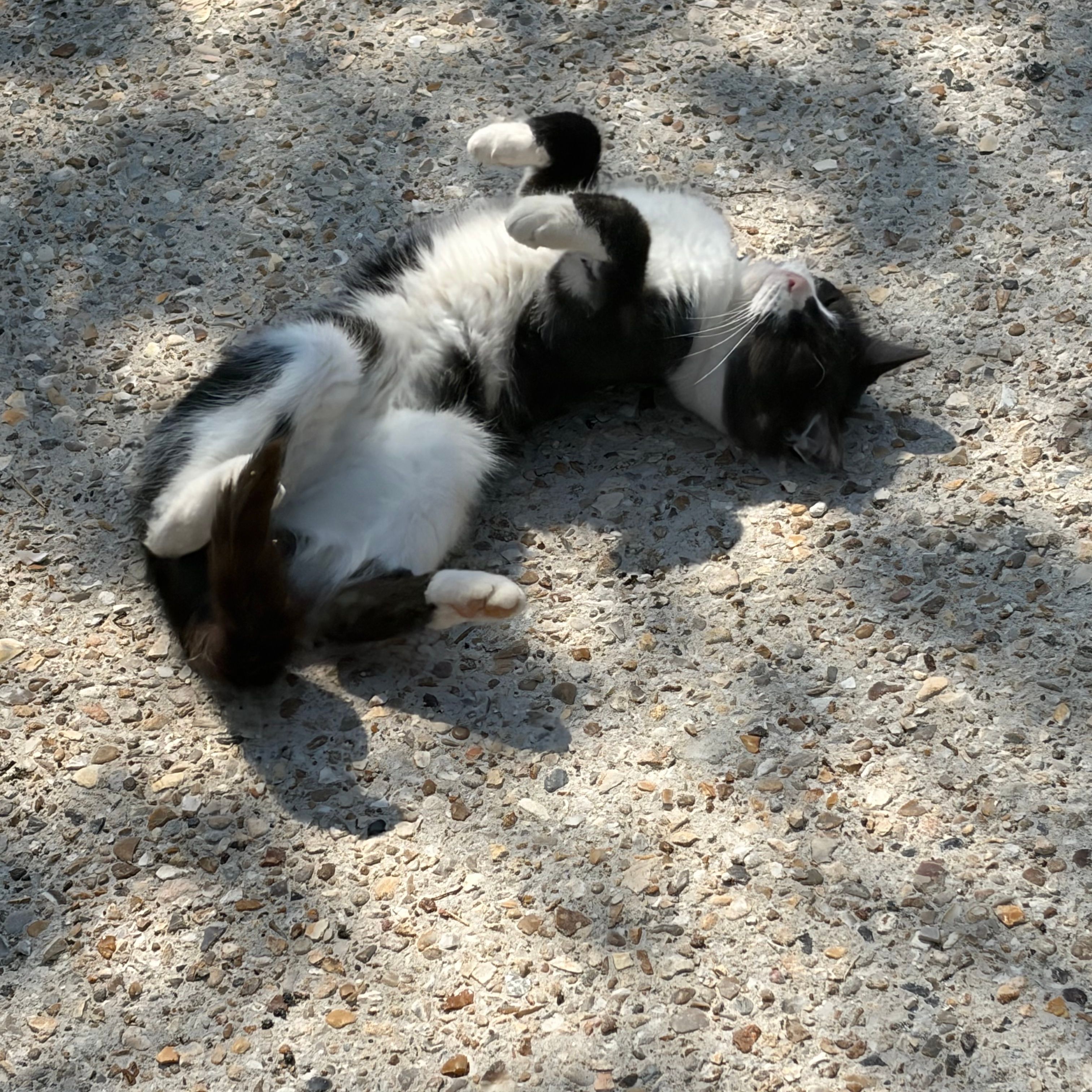 Minette