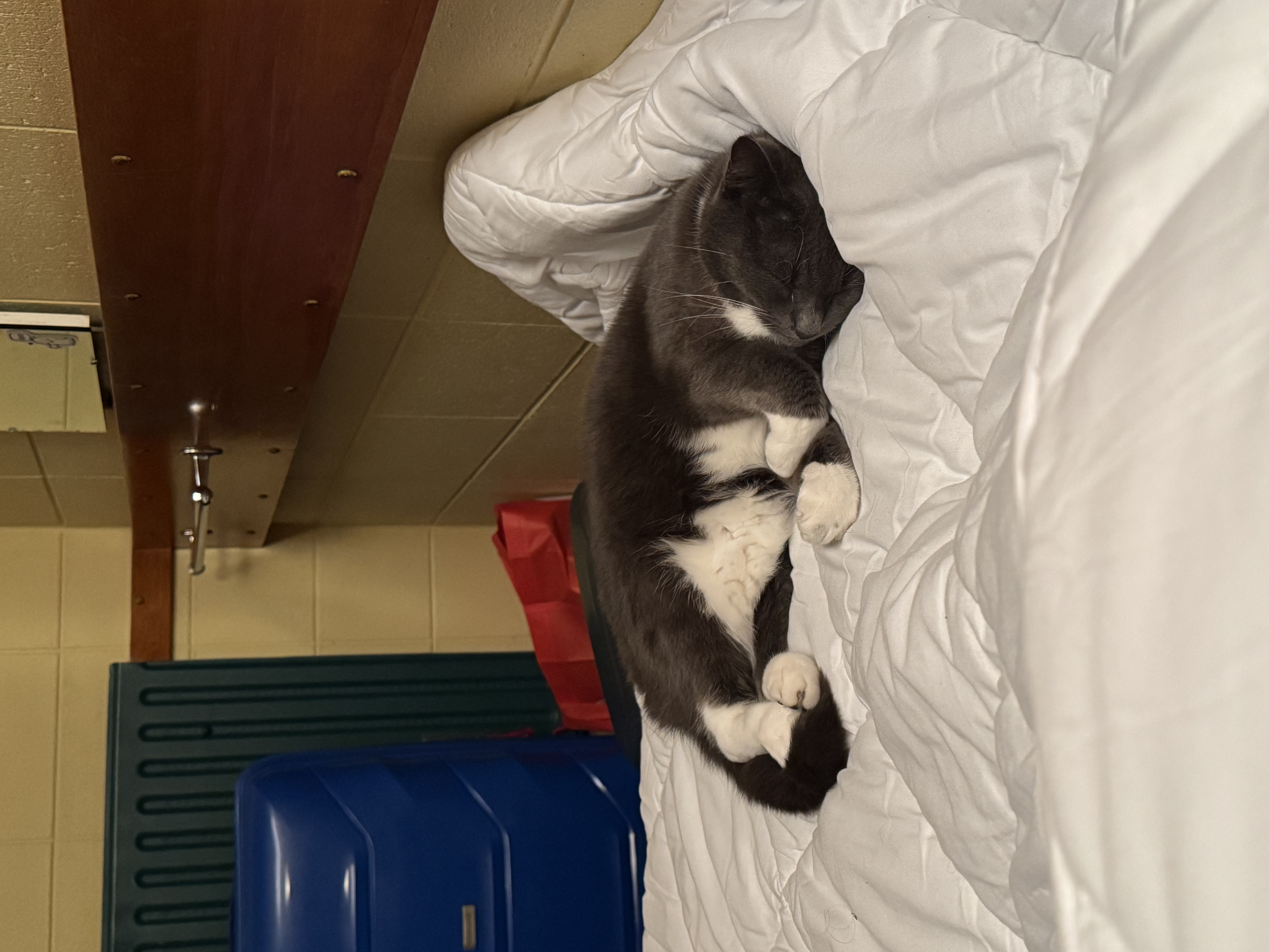 image-7