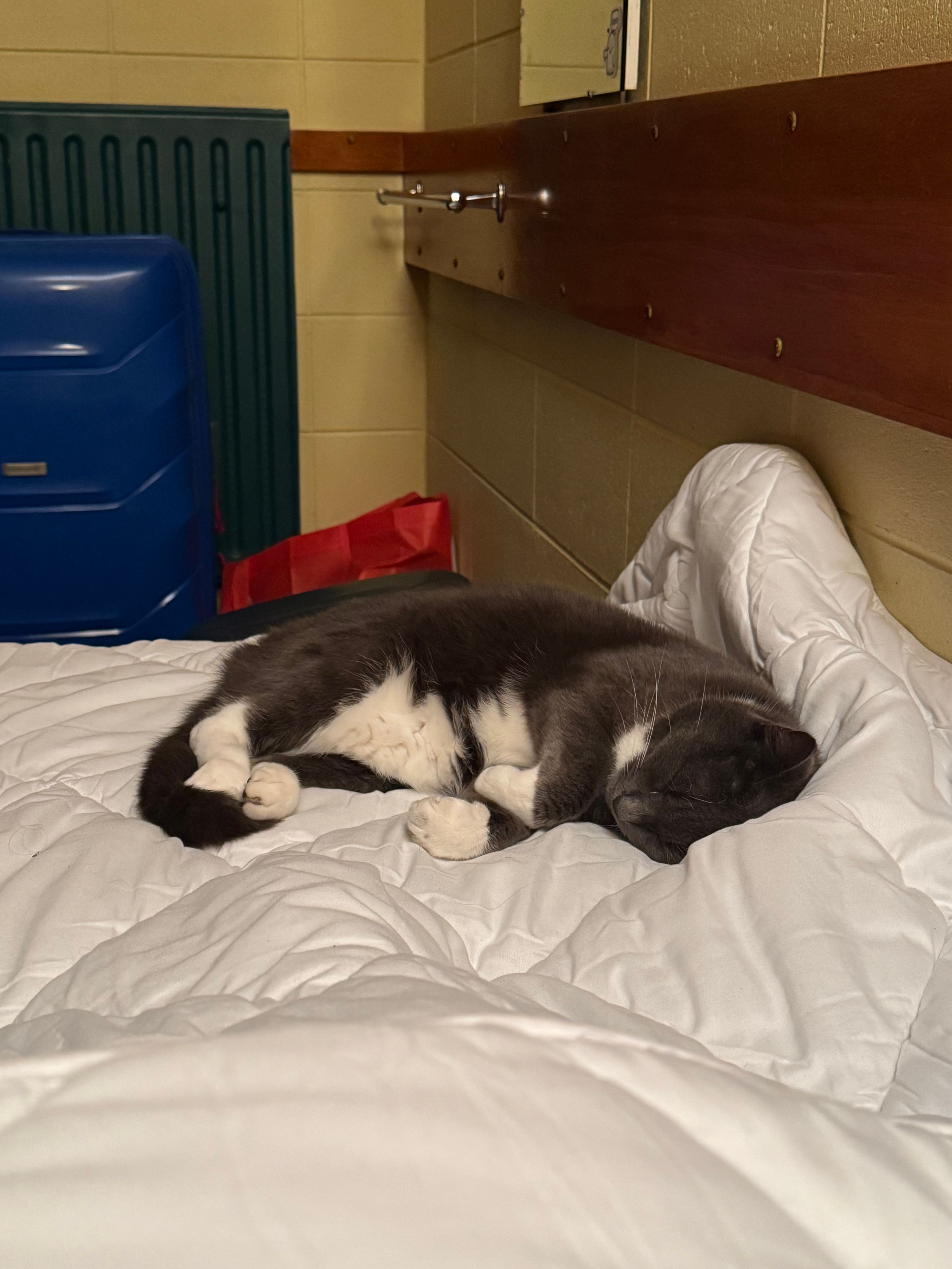 image-7