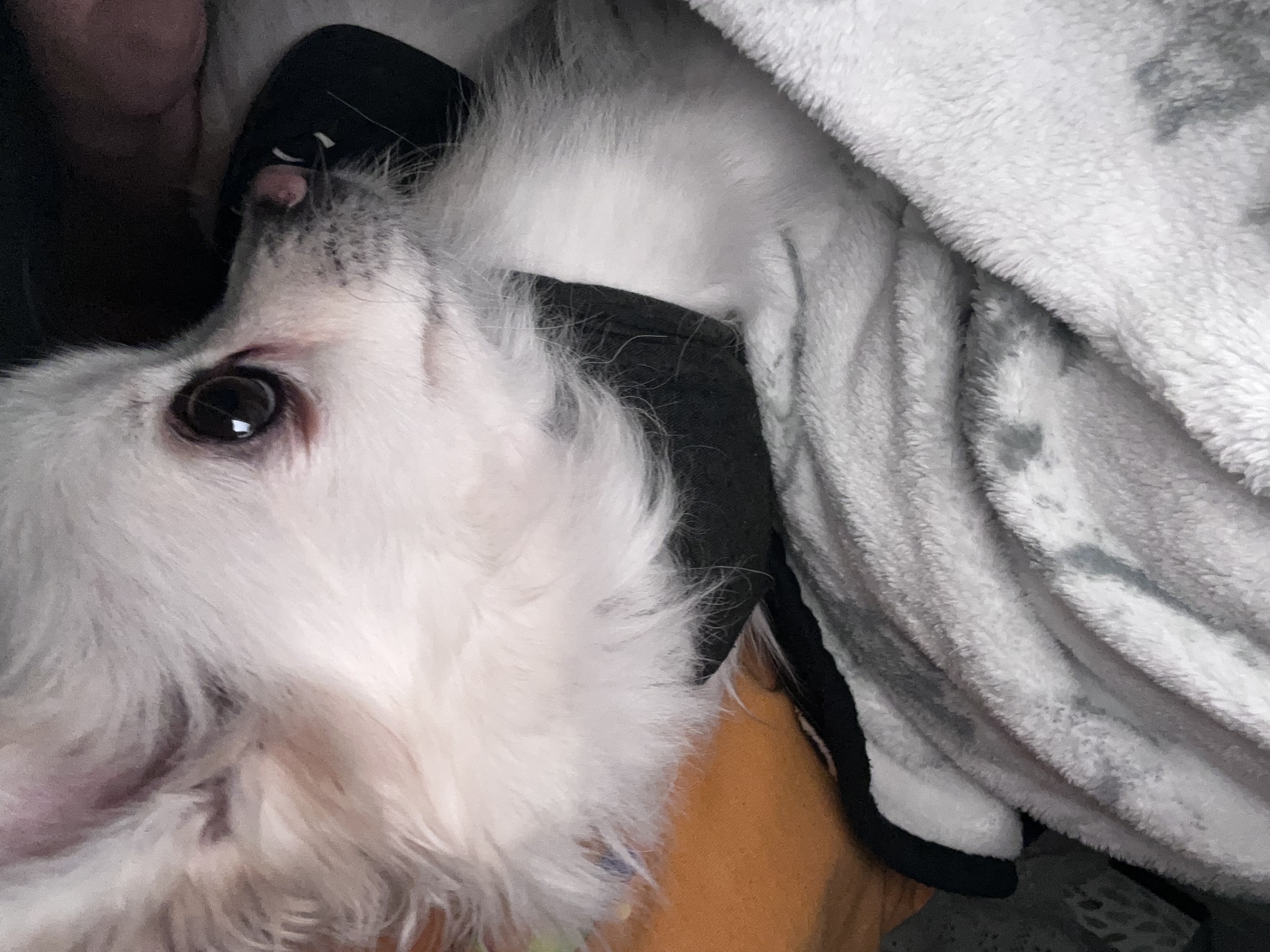 image-7