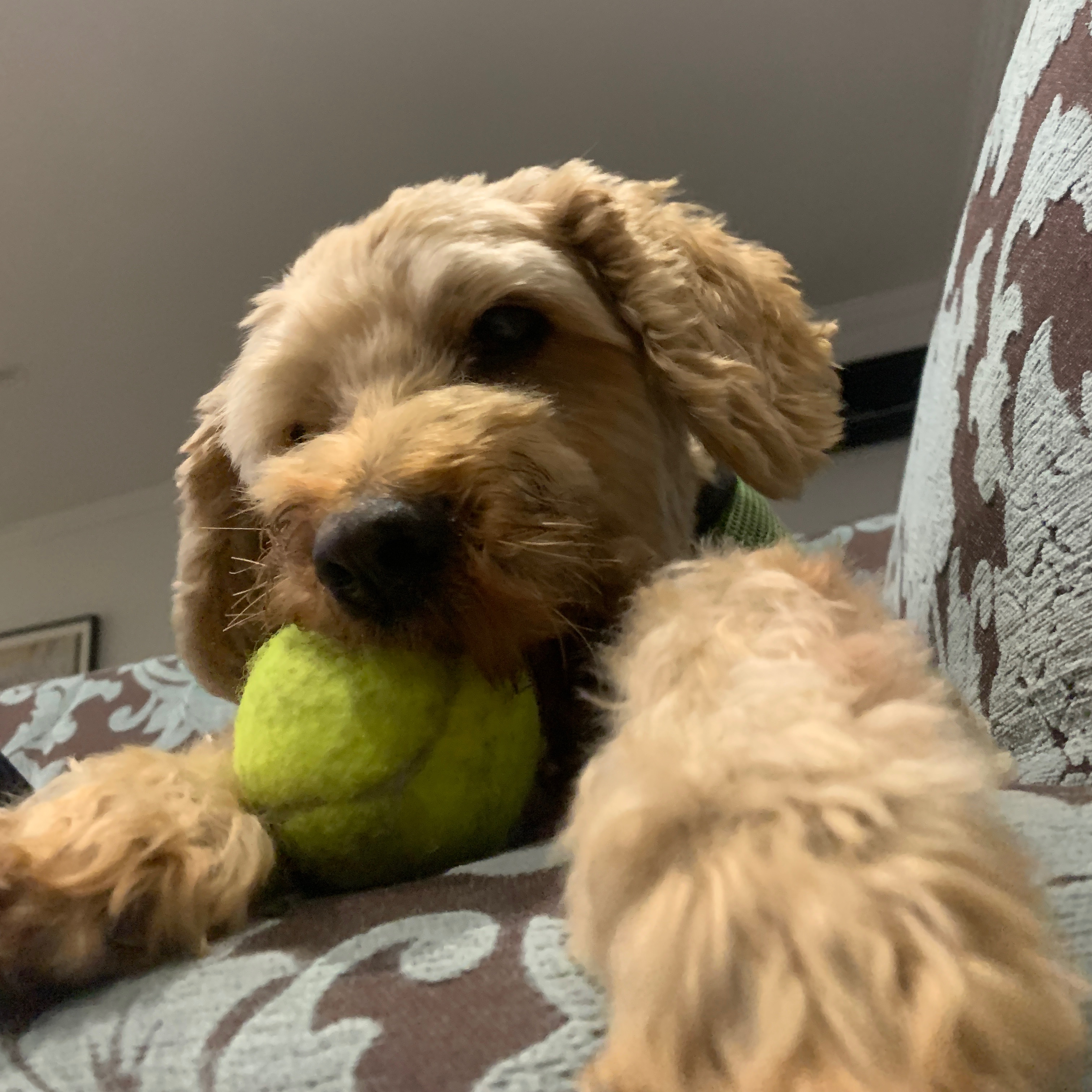 Doogie 