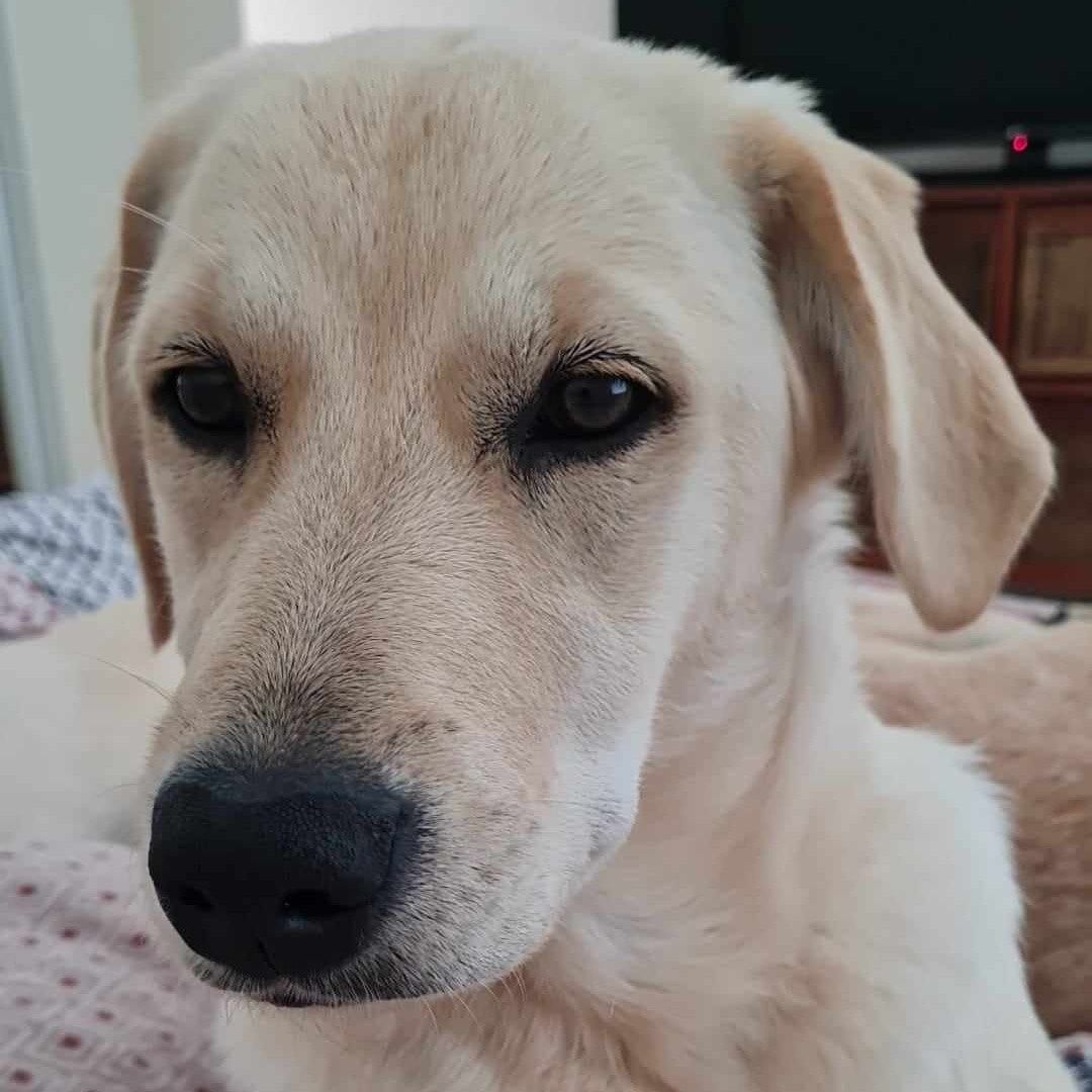 Bella