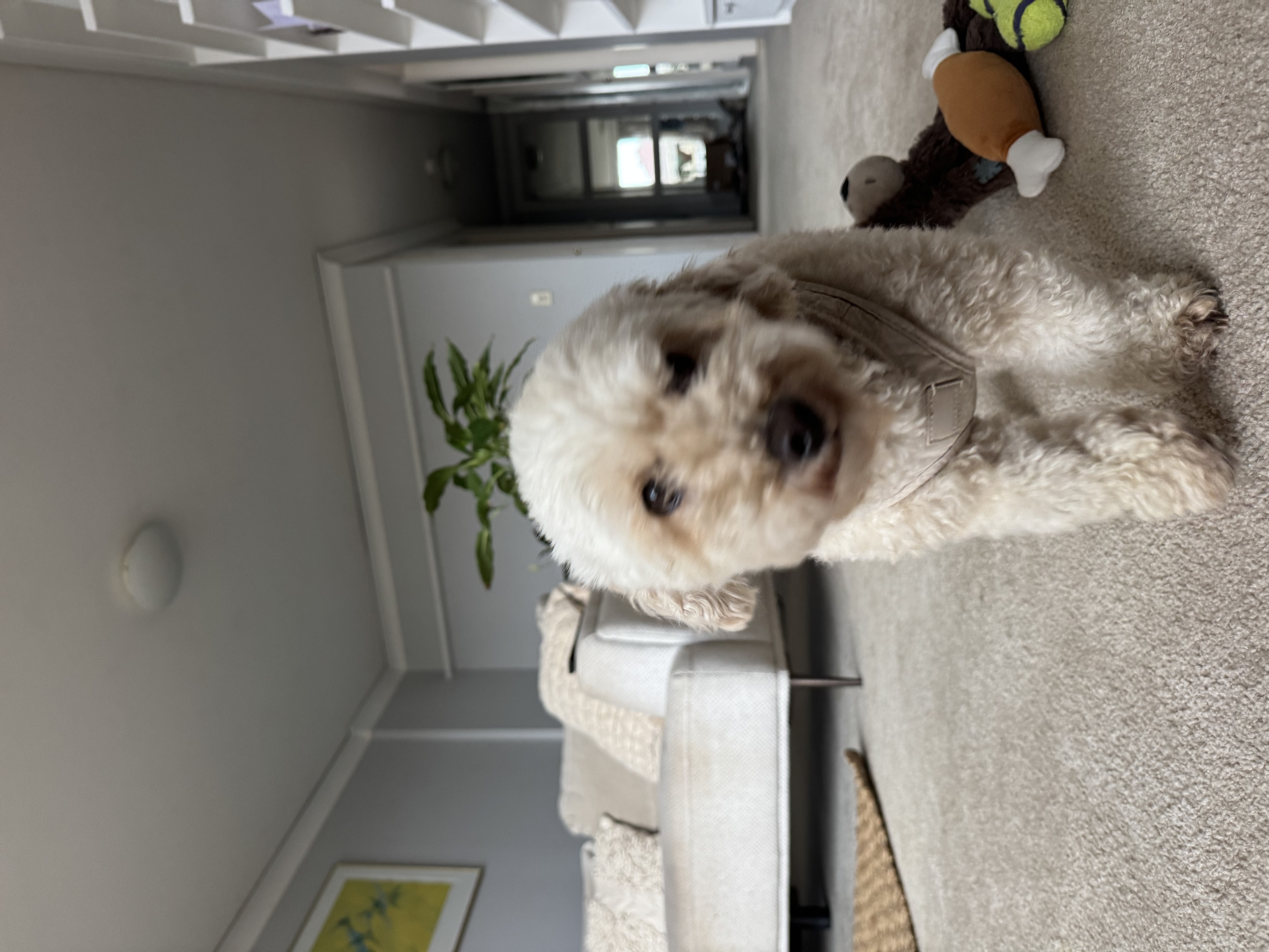 image-11
