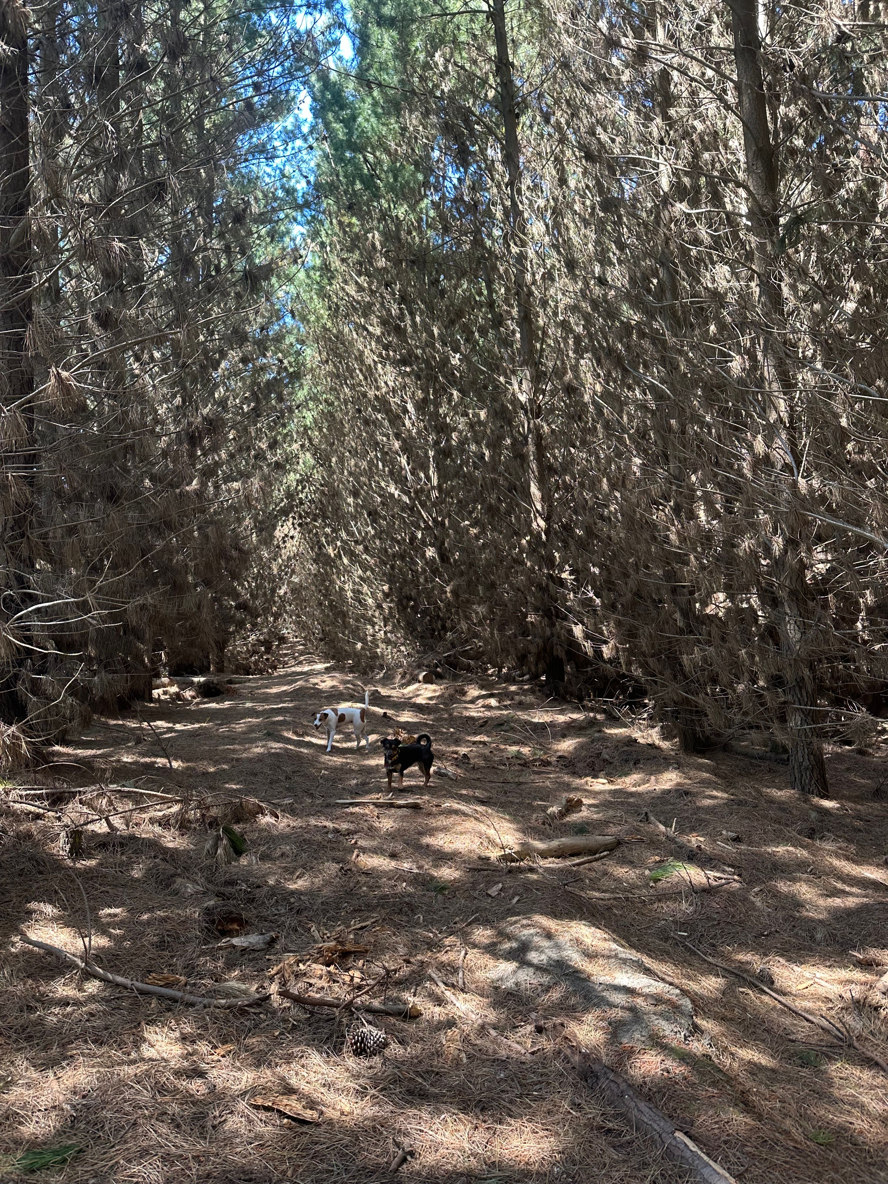 image-7
