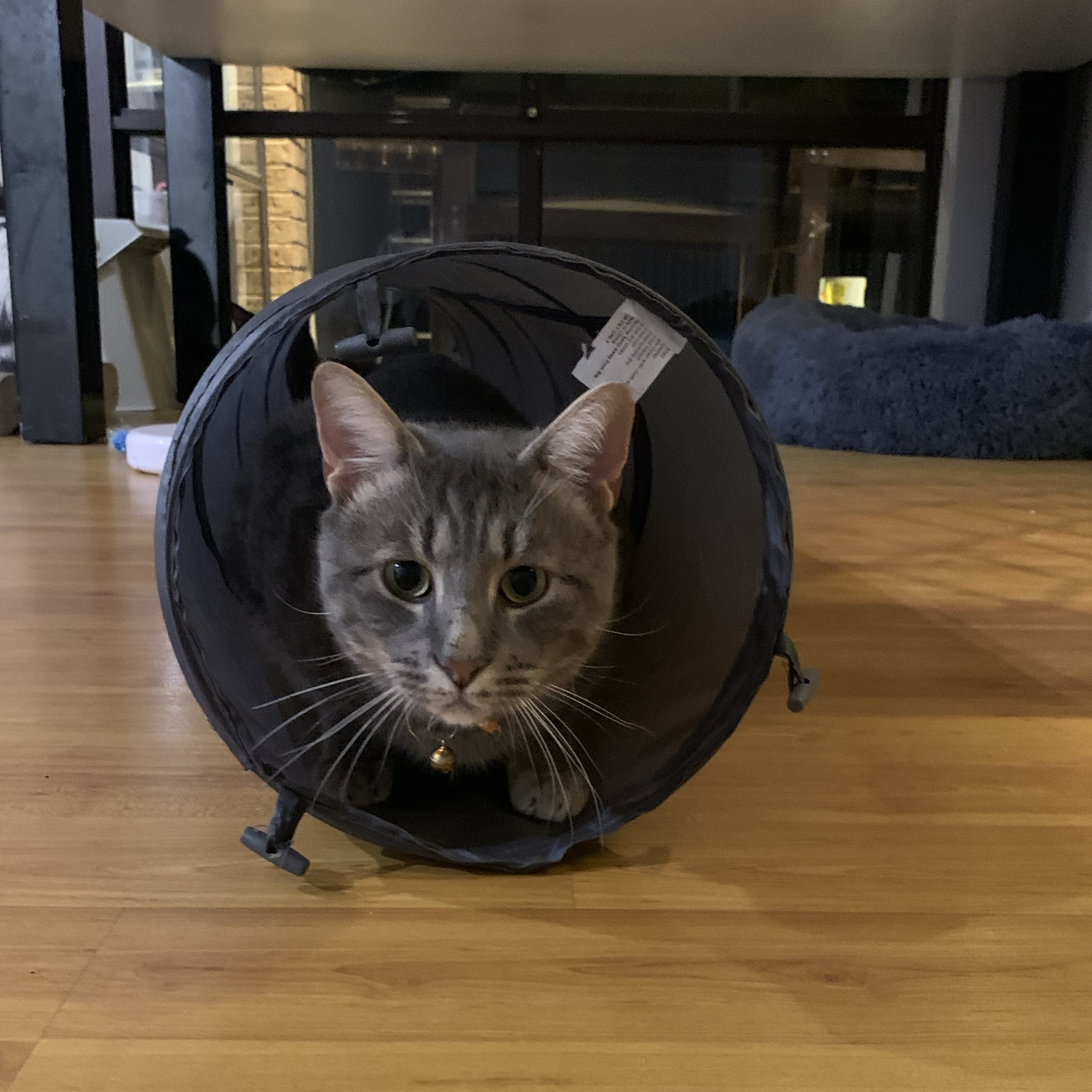 Bobby bad boy bennet 