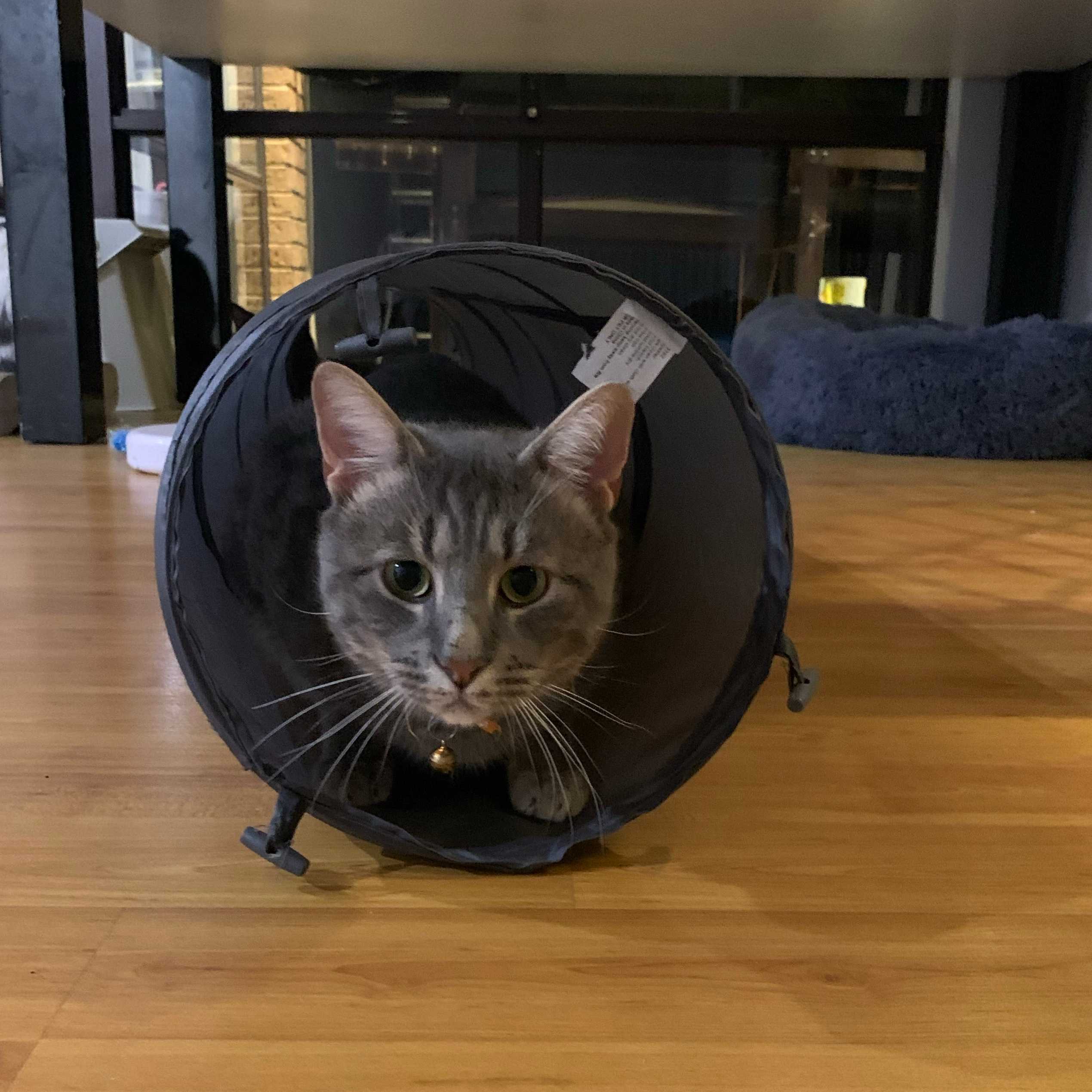 Bobby bad boy bennet