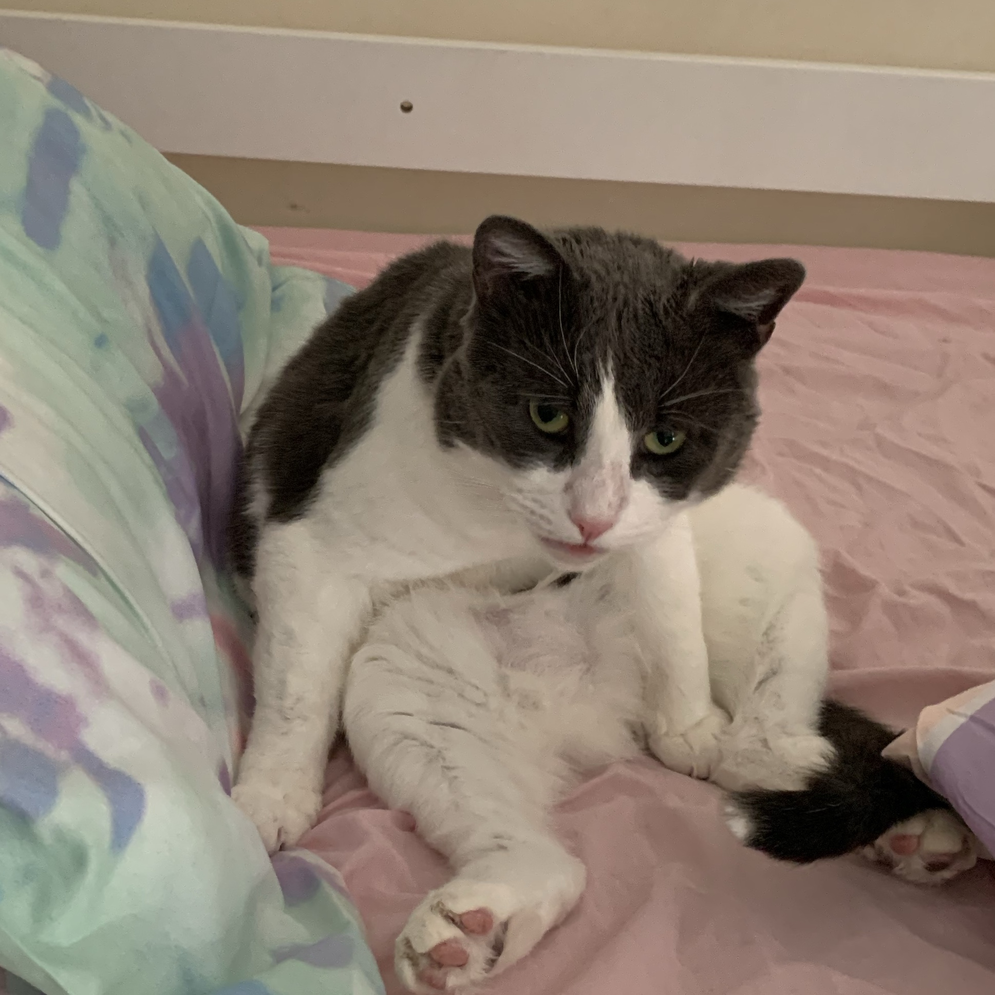 Miles Stanley Teller