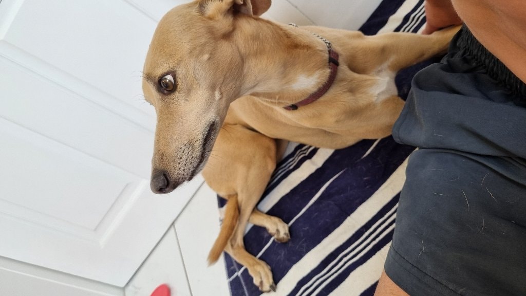 Stella