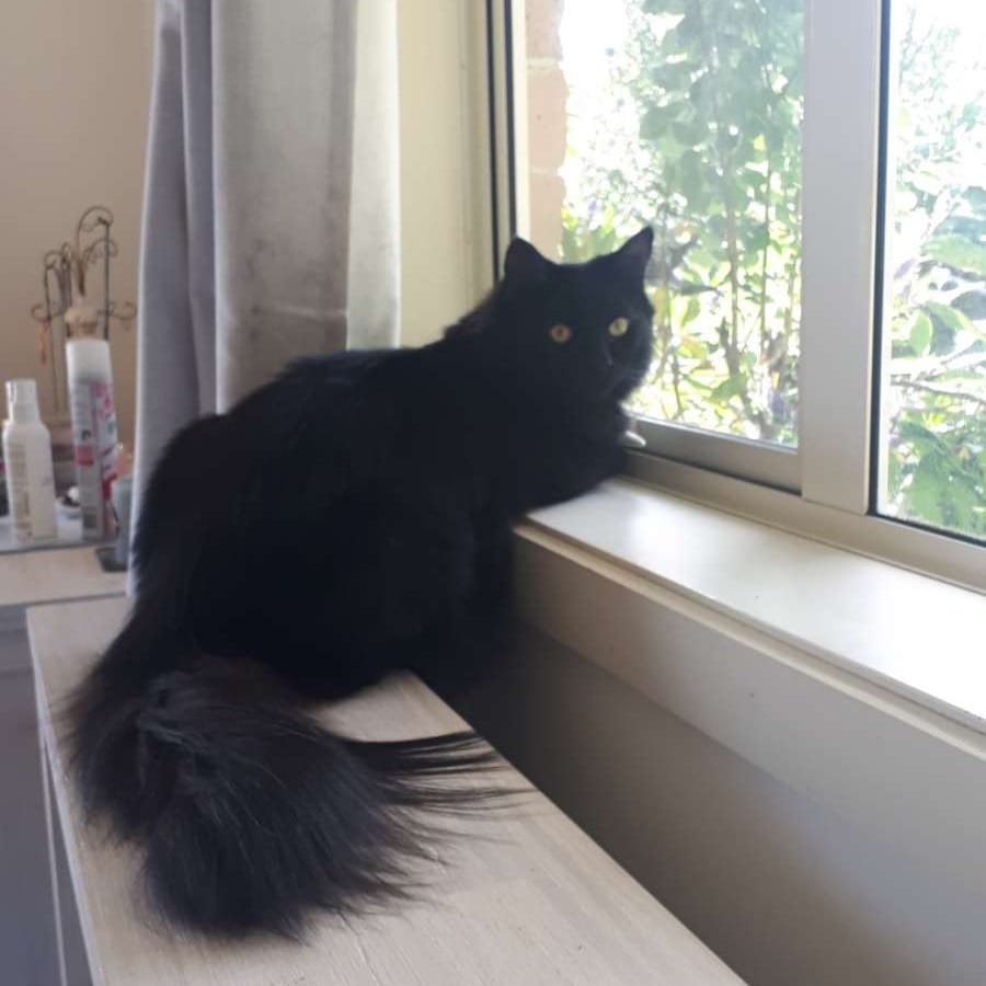 Domino