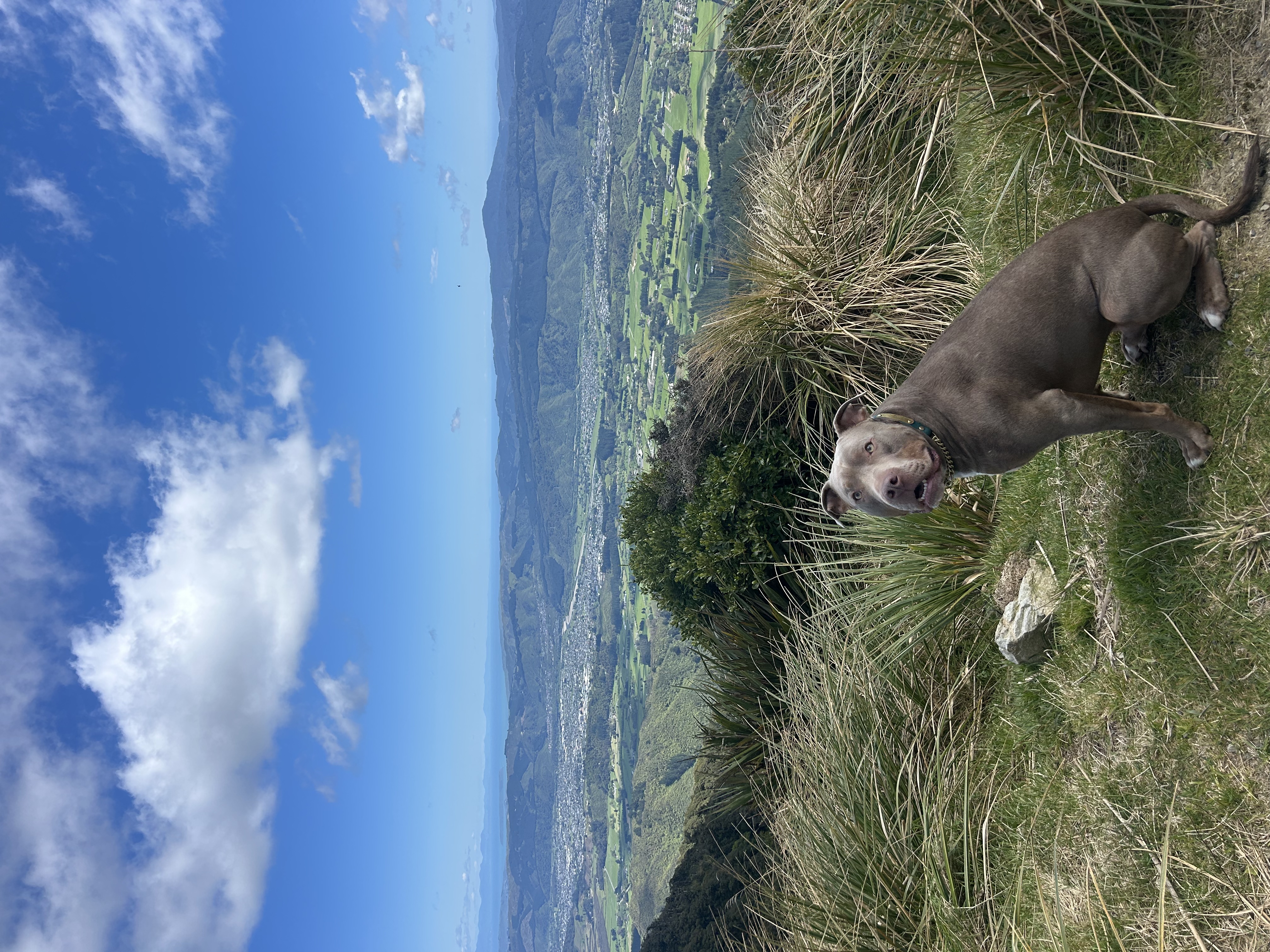 image-1