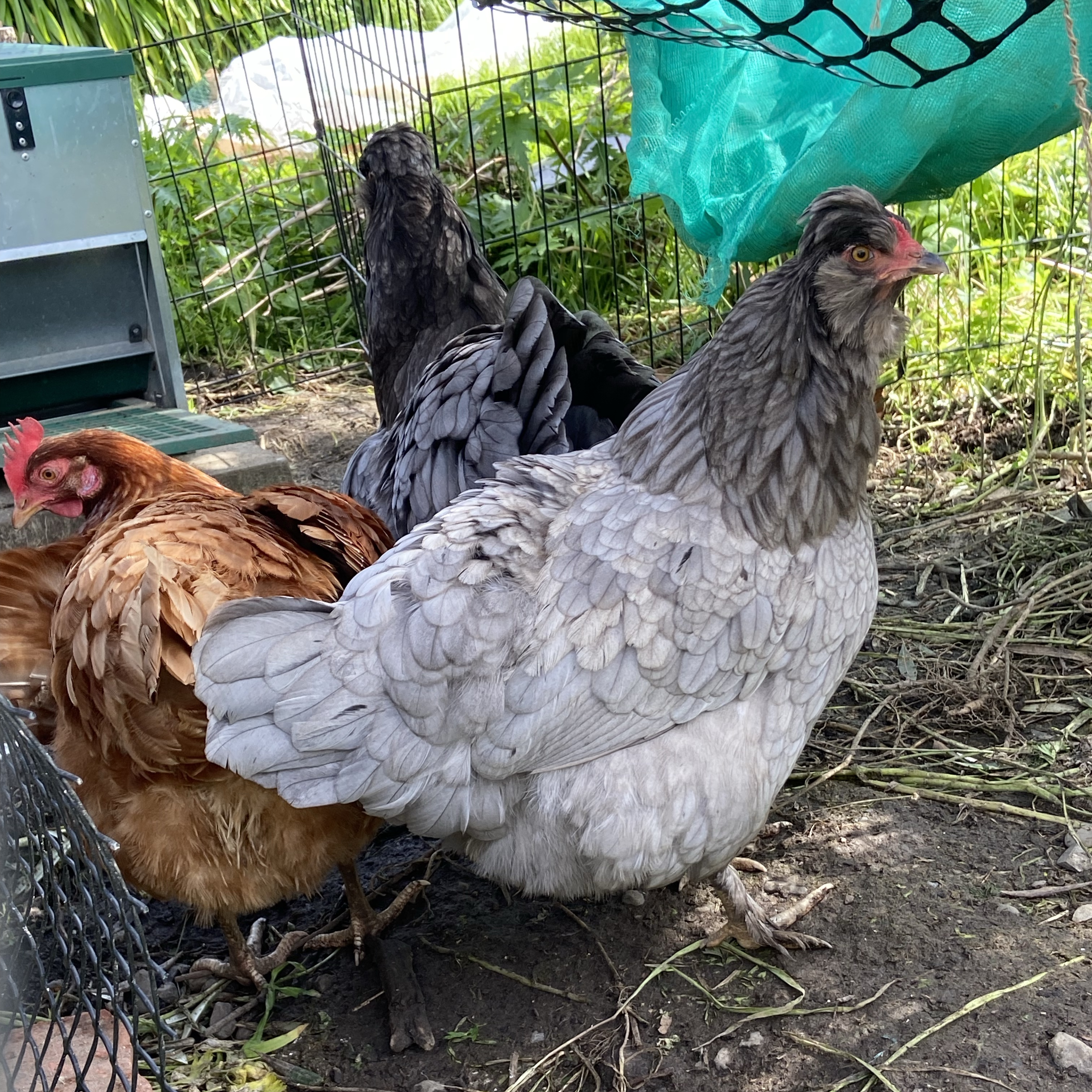 These three chickens are called Cinderella, Anastasia and Drella