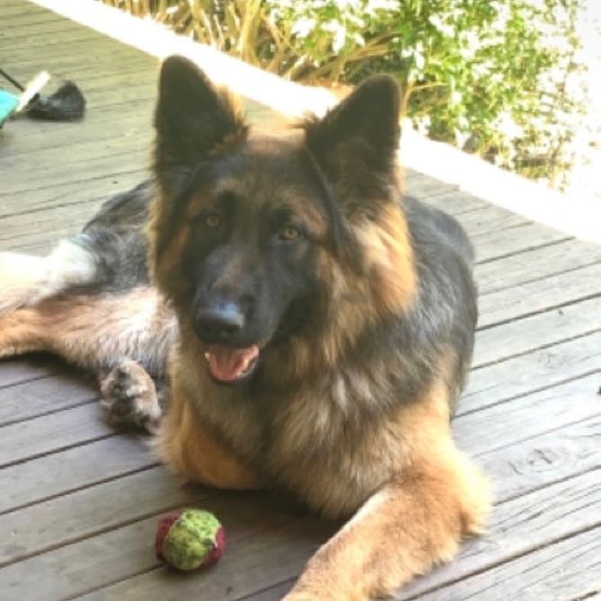 Mav