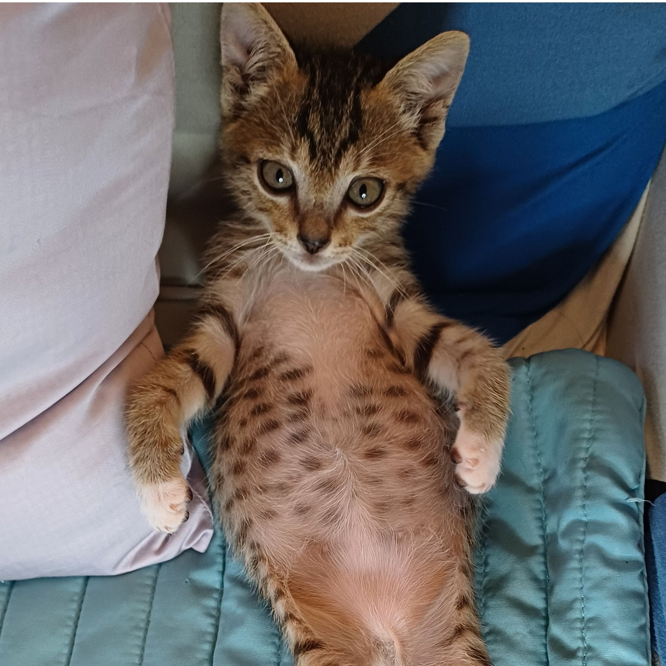 Simba