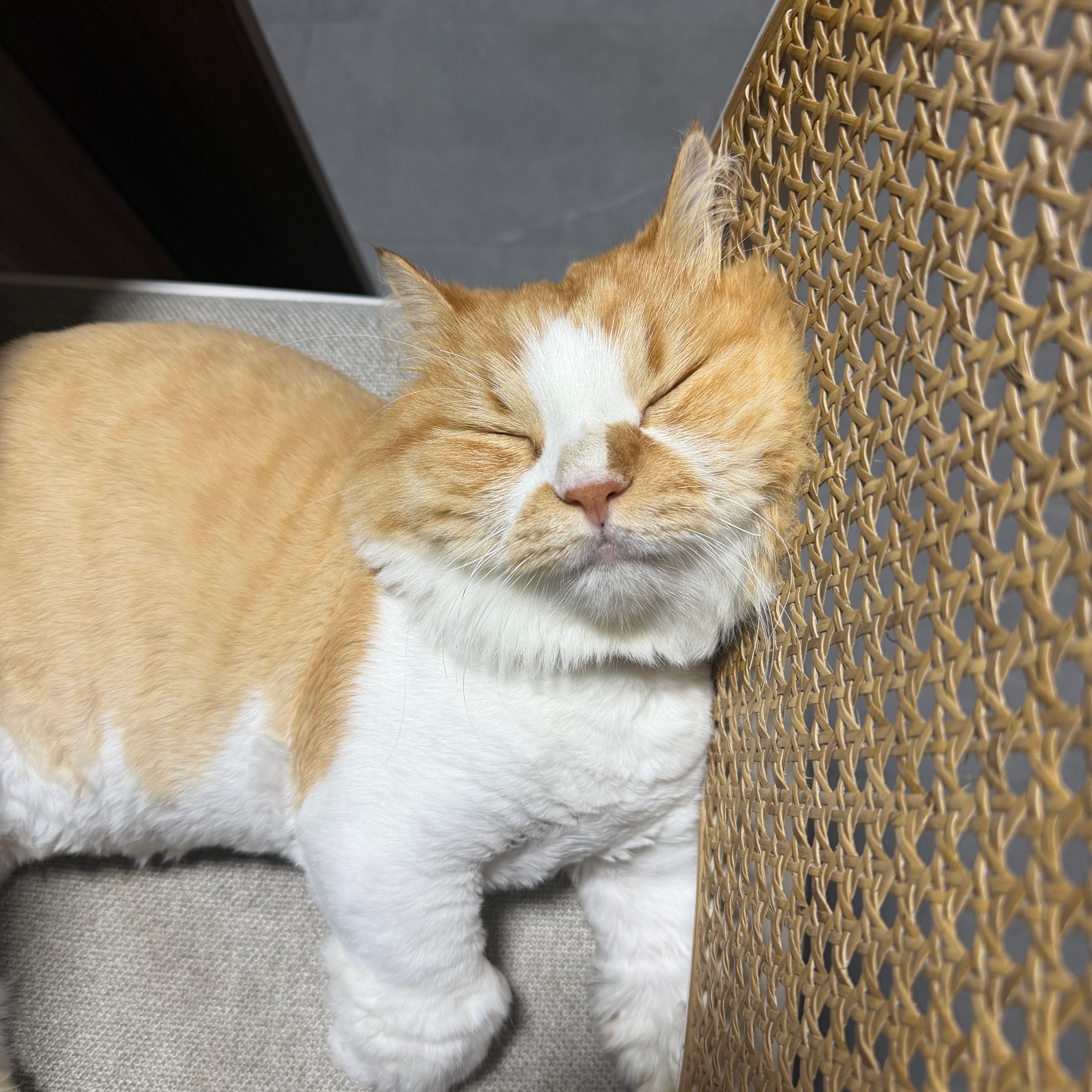 Leo