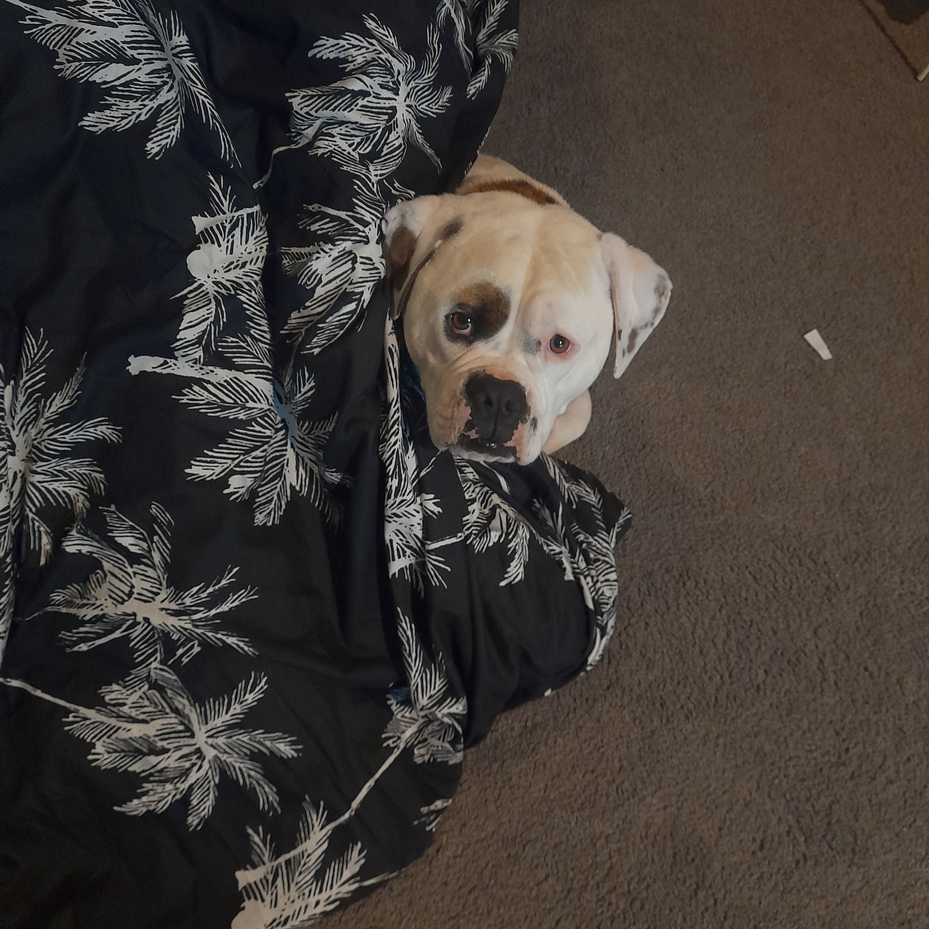 Duke