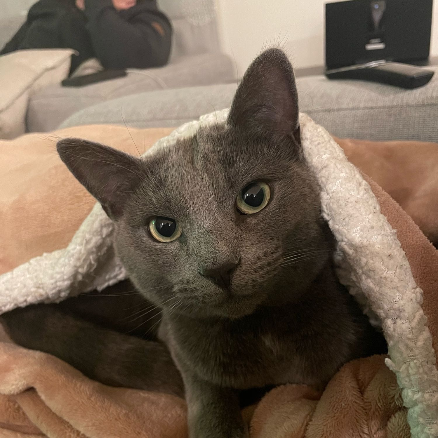 Indie