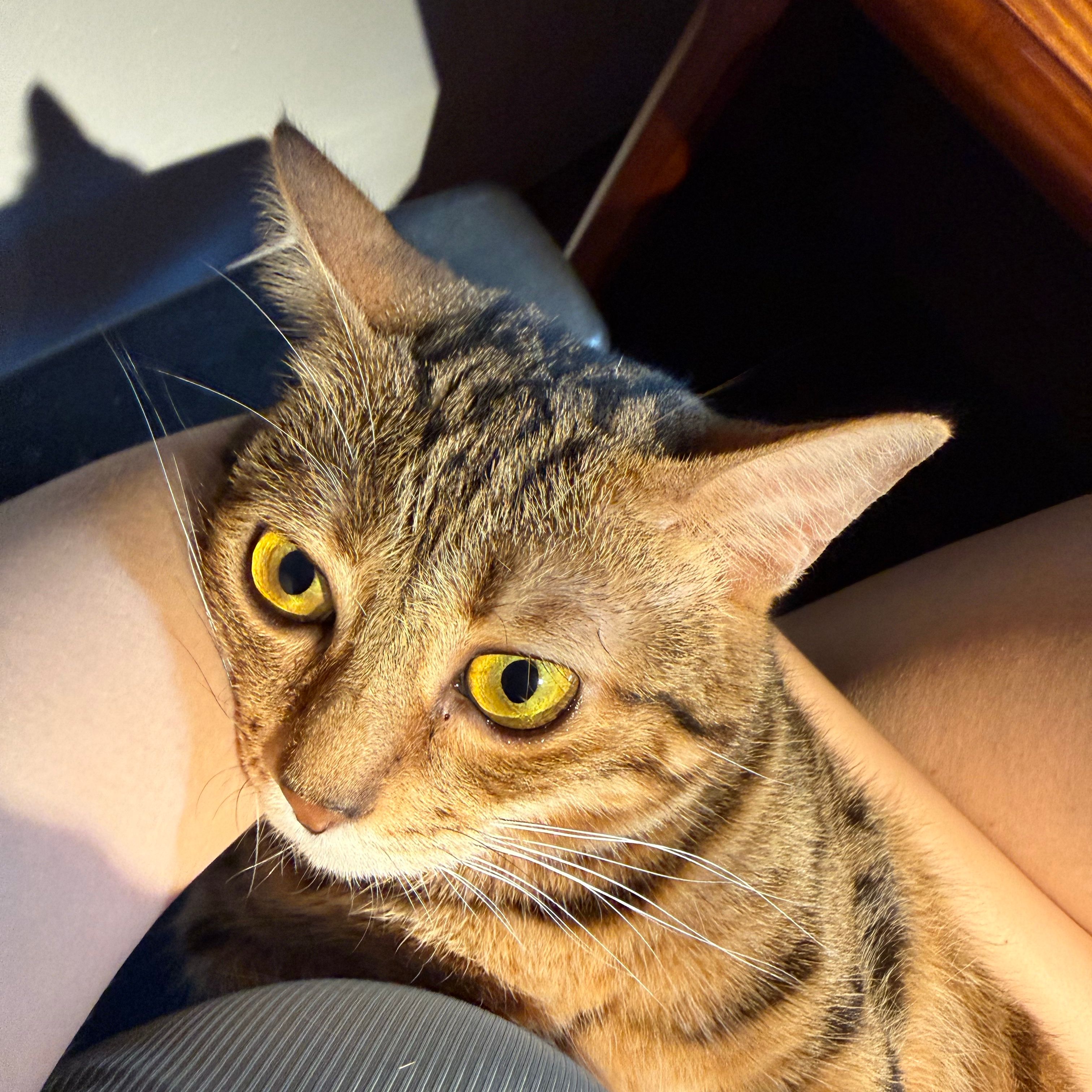 Belle